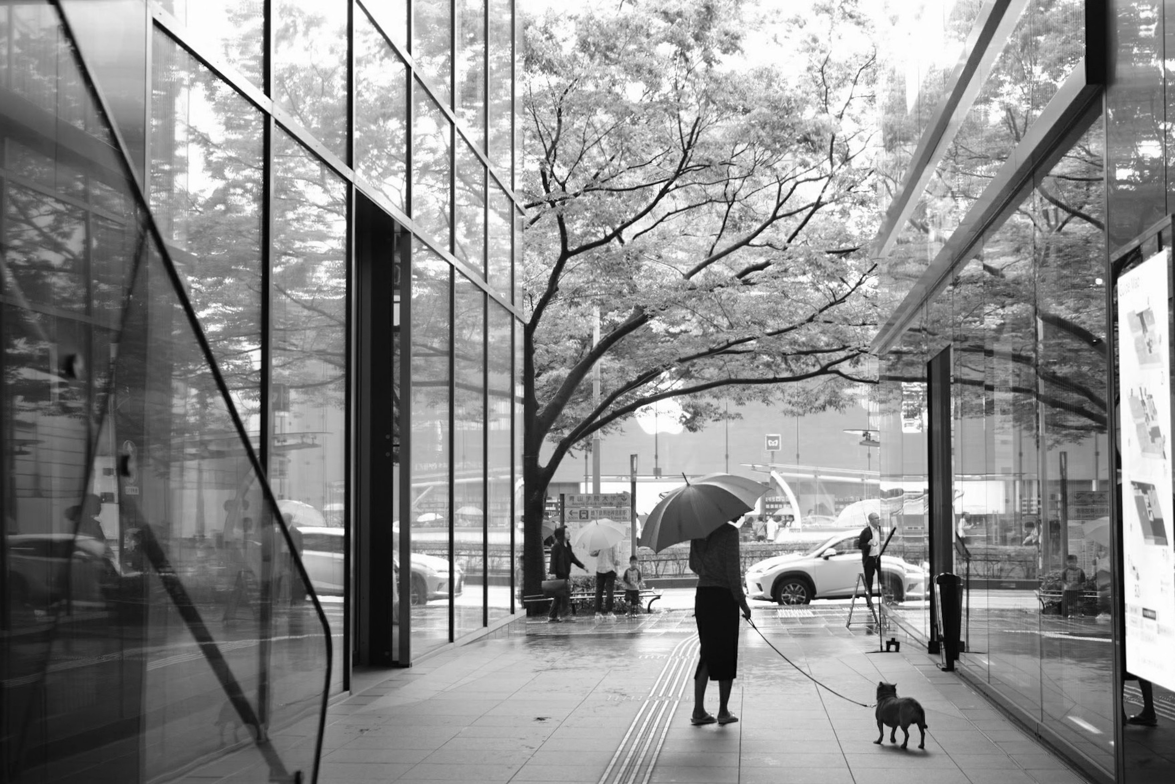 Photo en noir et blanc d'une personne avec un parapluie devant un bâtiment en verre avec un chien