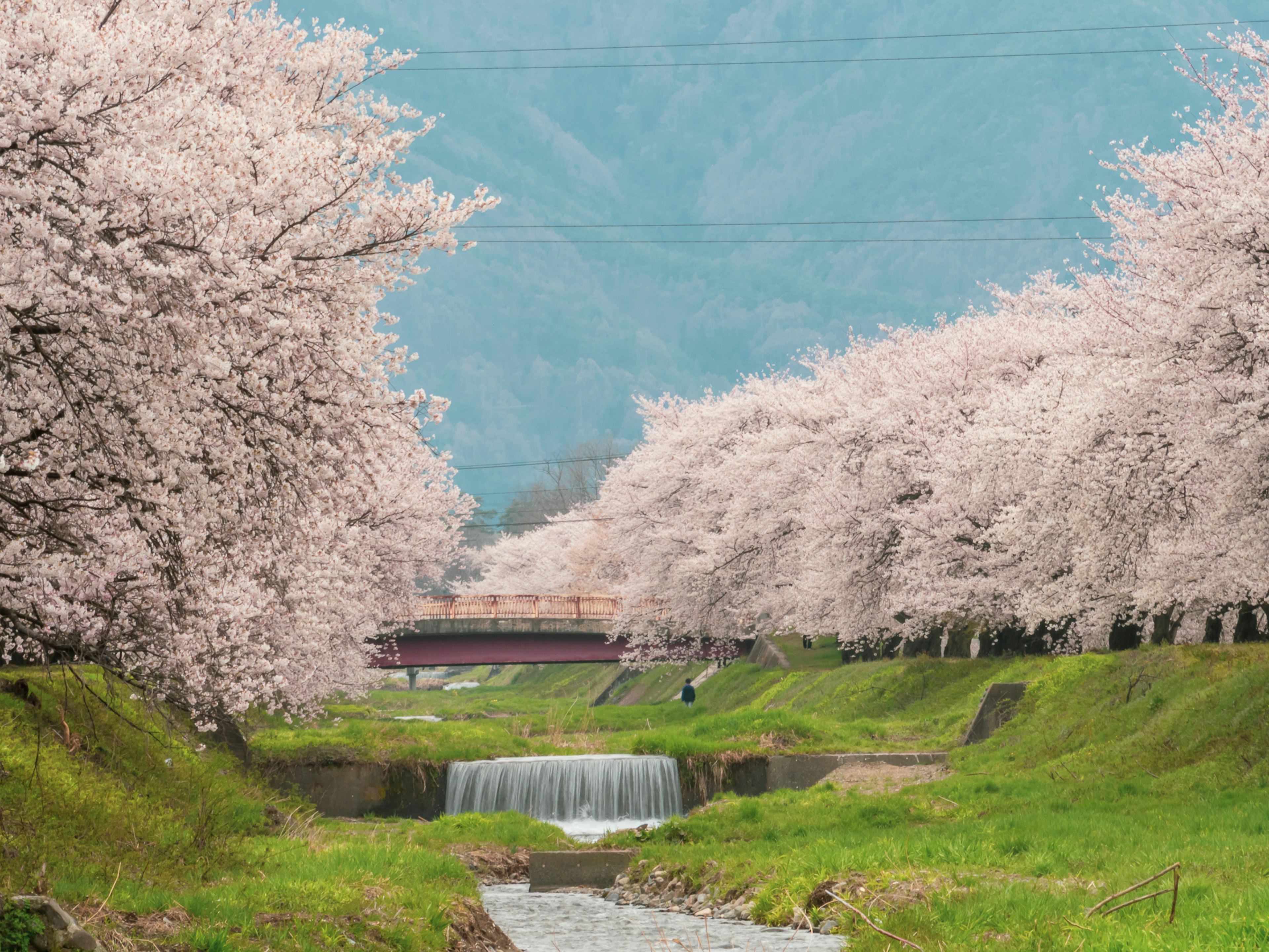 ทิวทัศน์ที่สวยงามพร้อมต้นซากุระและลำธาร