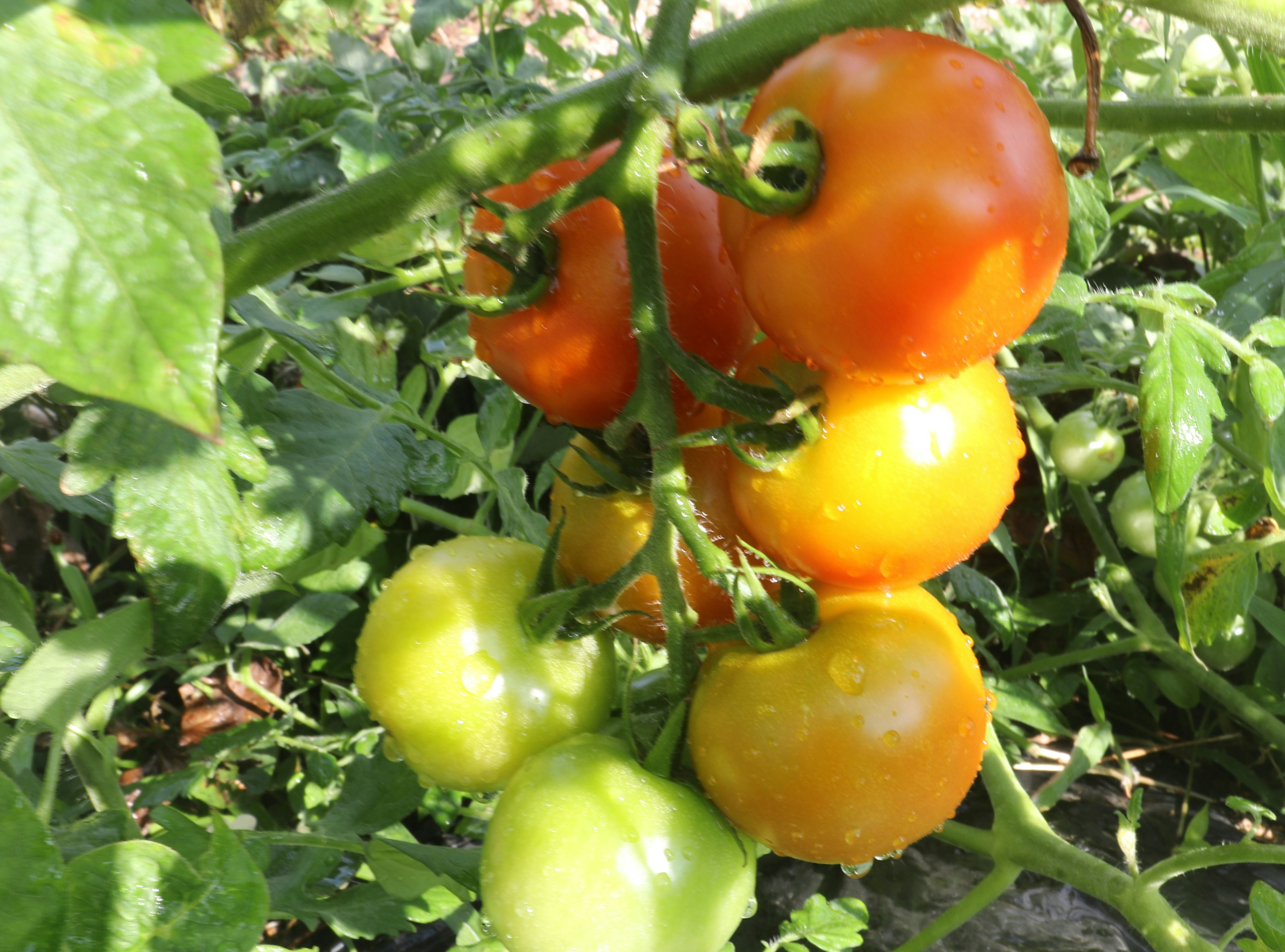 Tomatenfrüchte reifen in Grüntönen und Rot