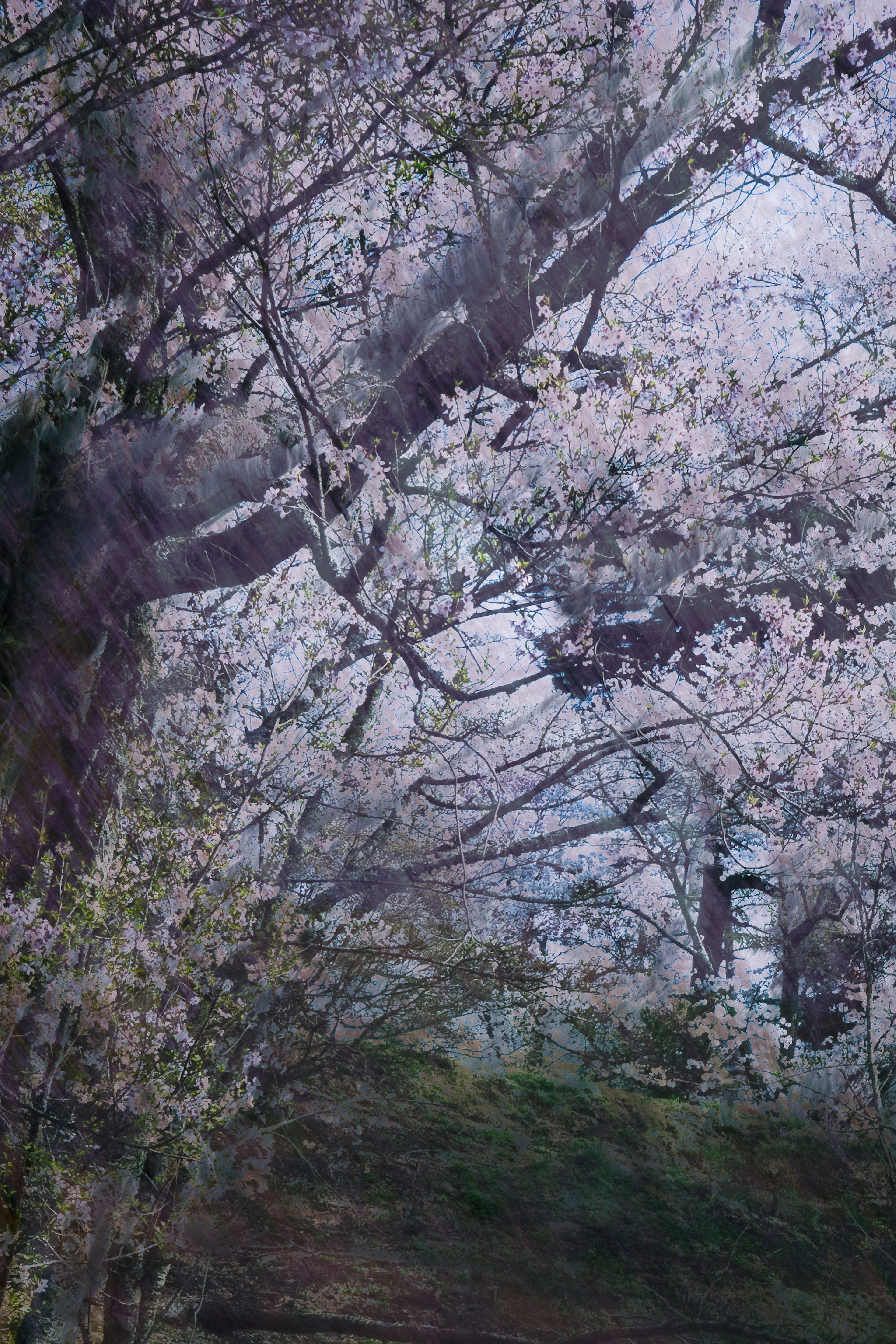 Landschaft mit blühenden Kirschbäumen und hellrosa Blüten in voller Blüte