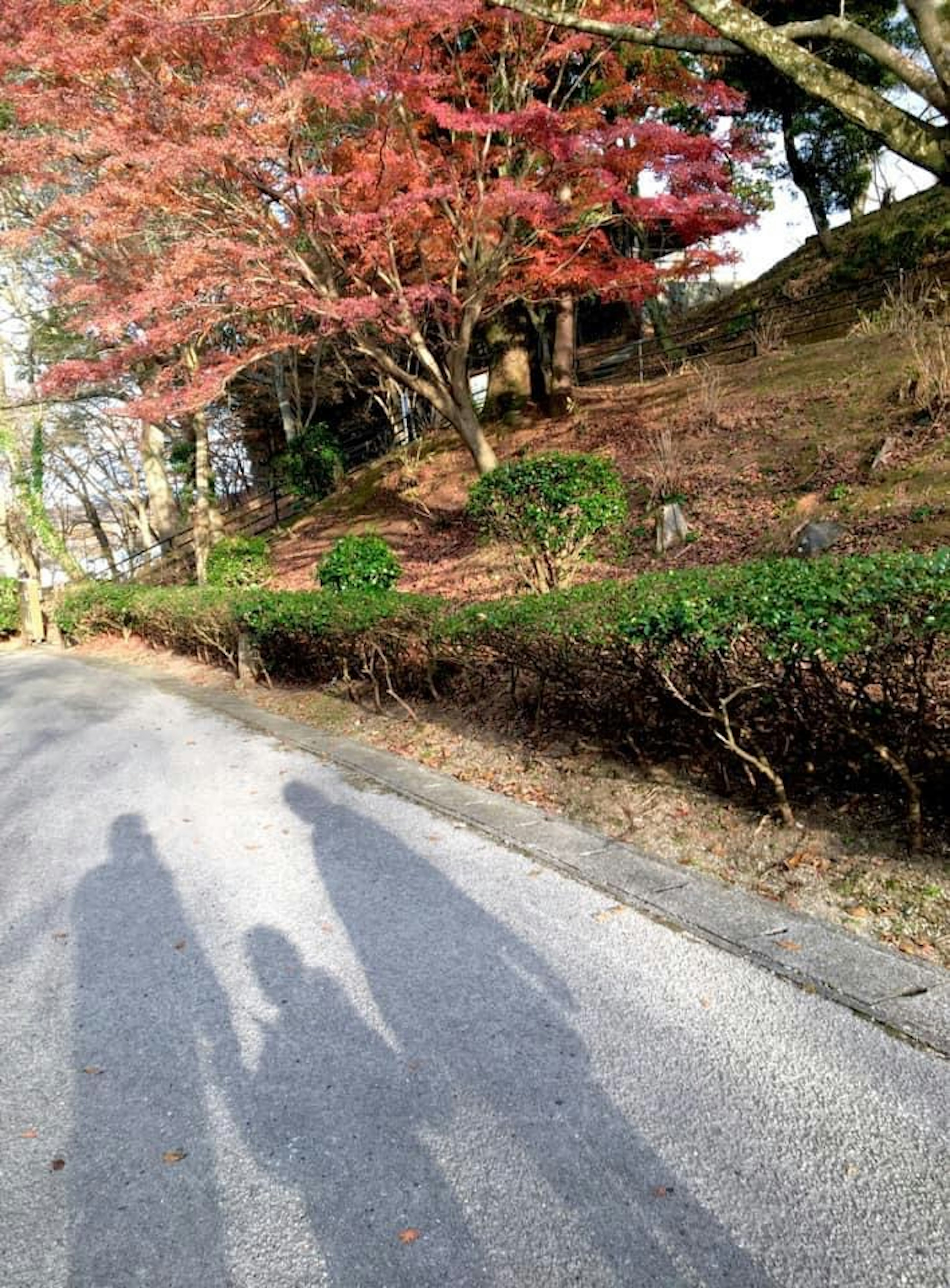 木々の間を歩く親子の影と紅葉した木々の風景