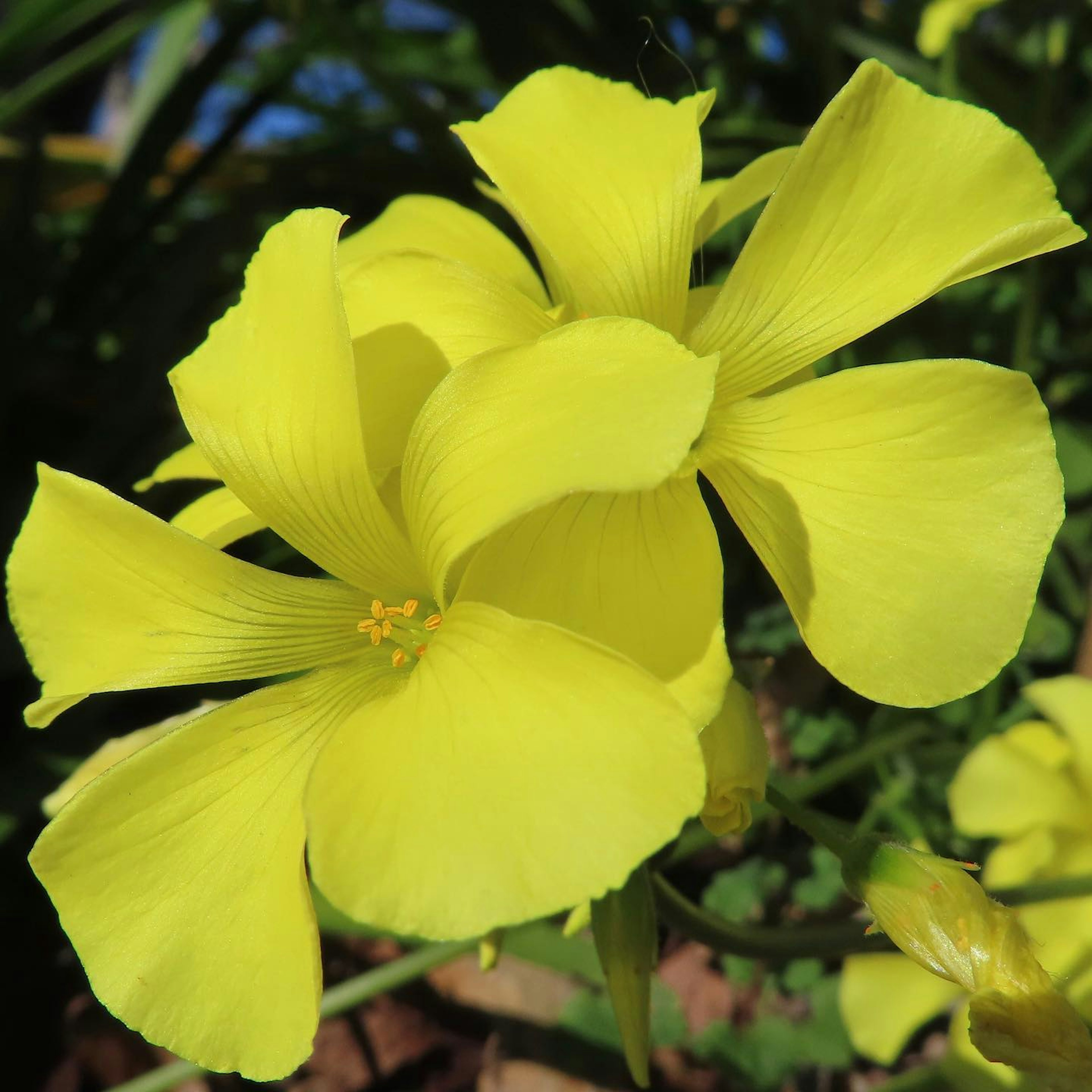 Lebendige gelbe Blumen blühen im Bild