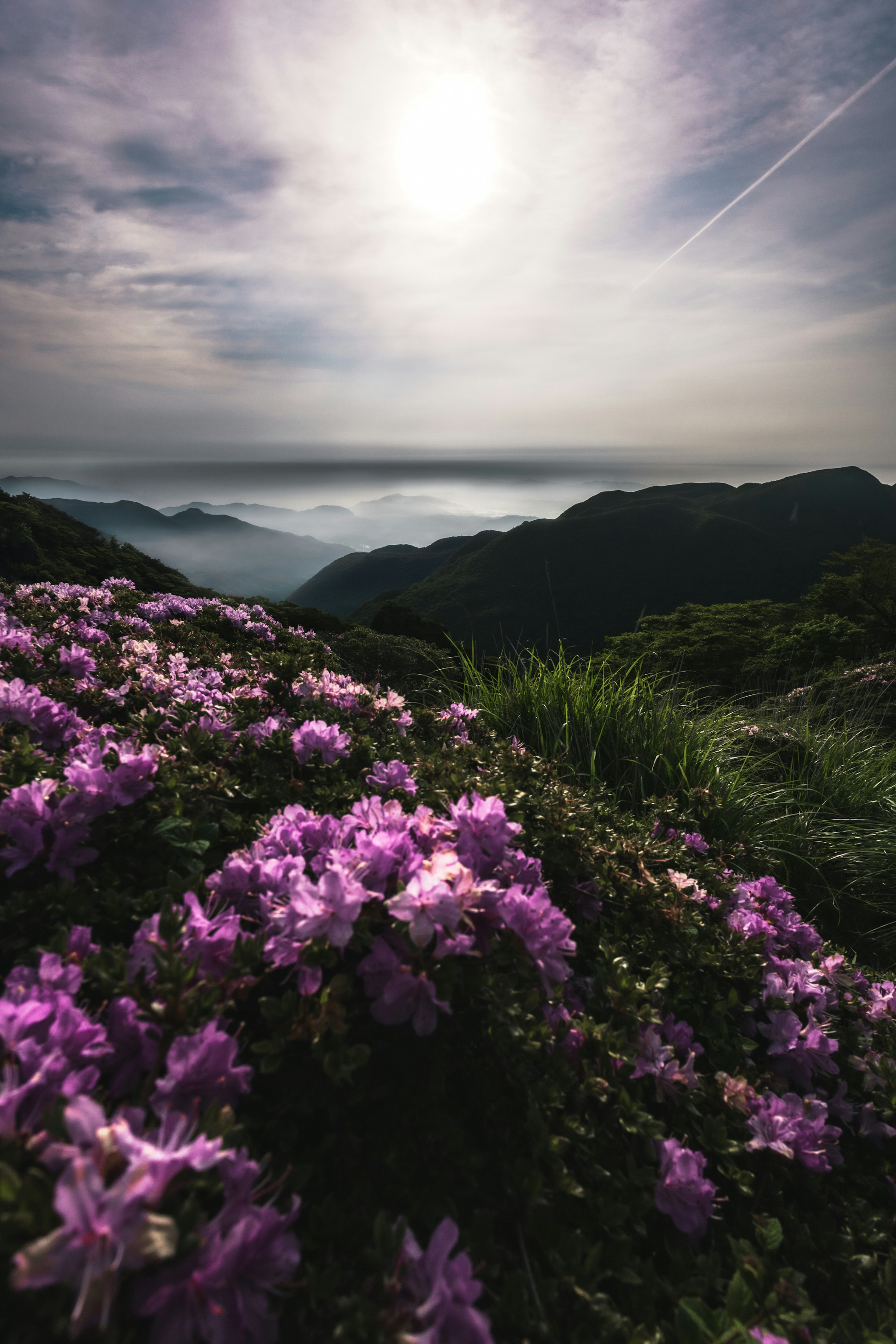 Paisaje montañoso con flores moradas en flor y un valle nublado