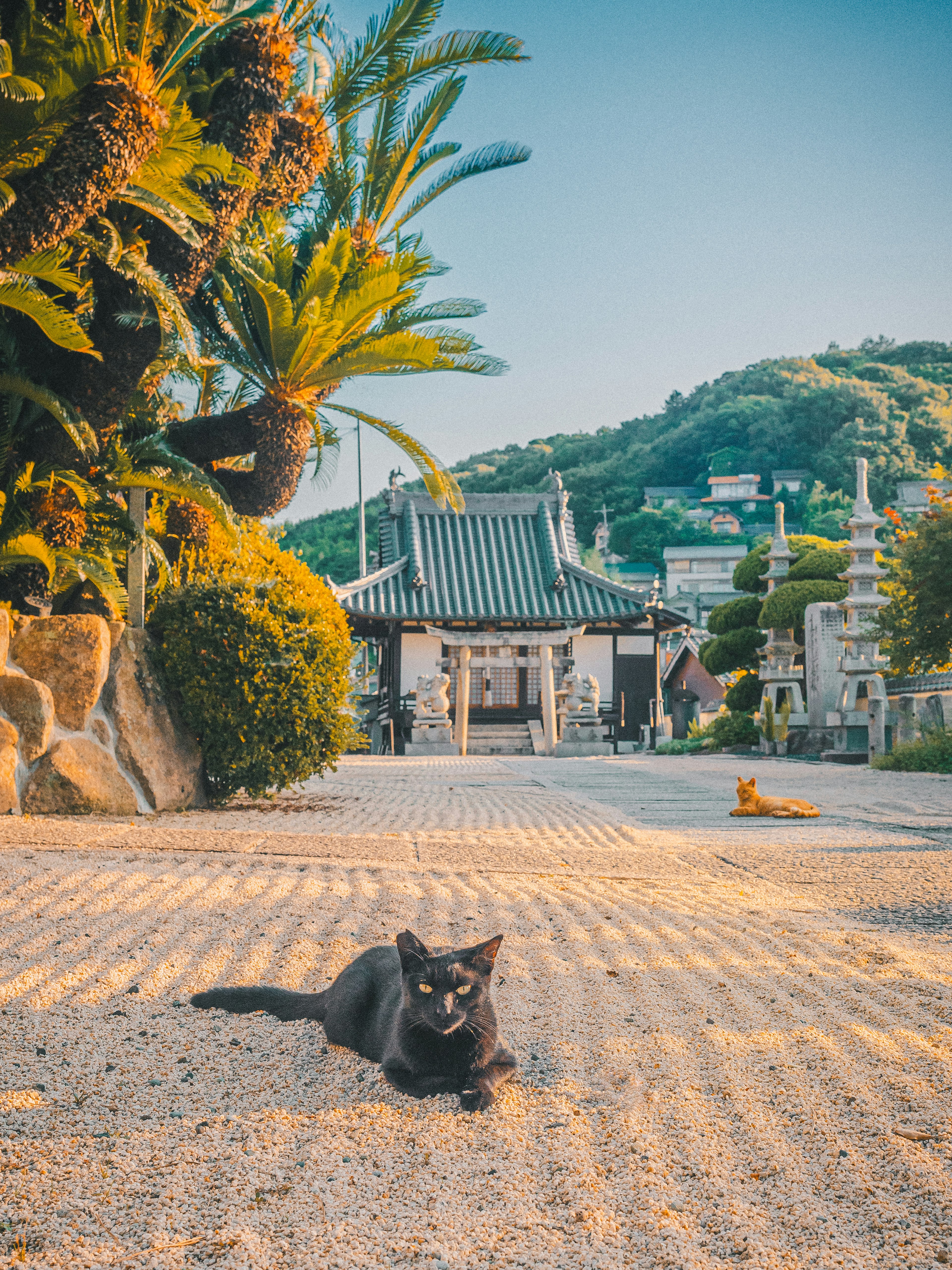 Eine schwarze Katze, die auf einem Kiesweg liegt, mit einem Tempel und grünen Hügeln im Hintergrund