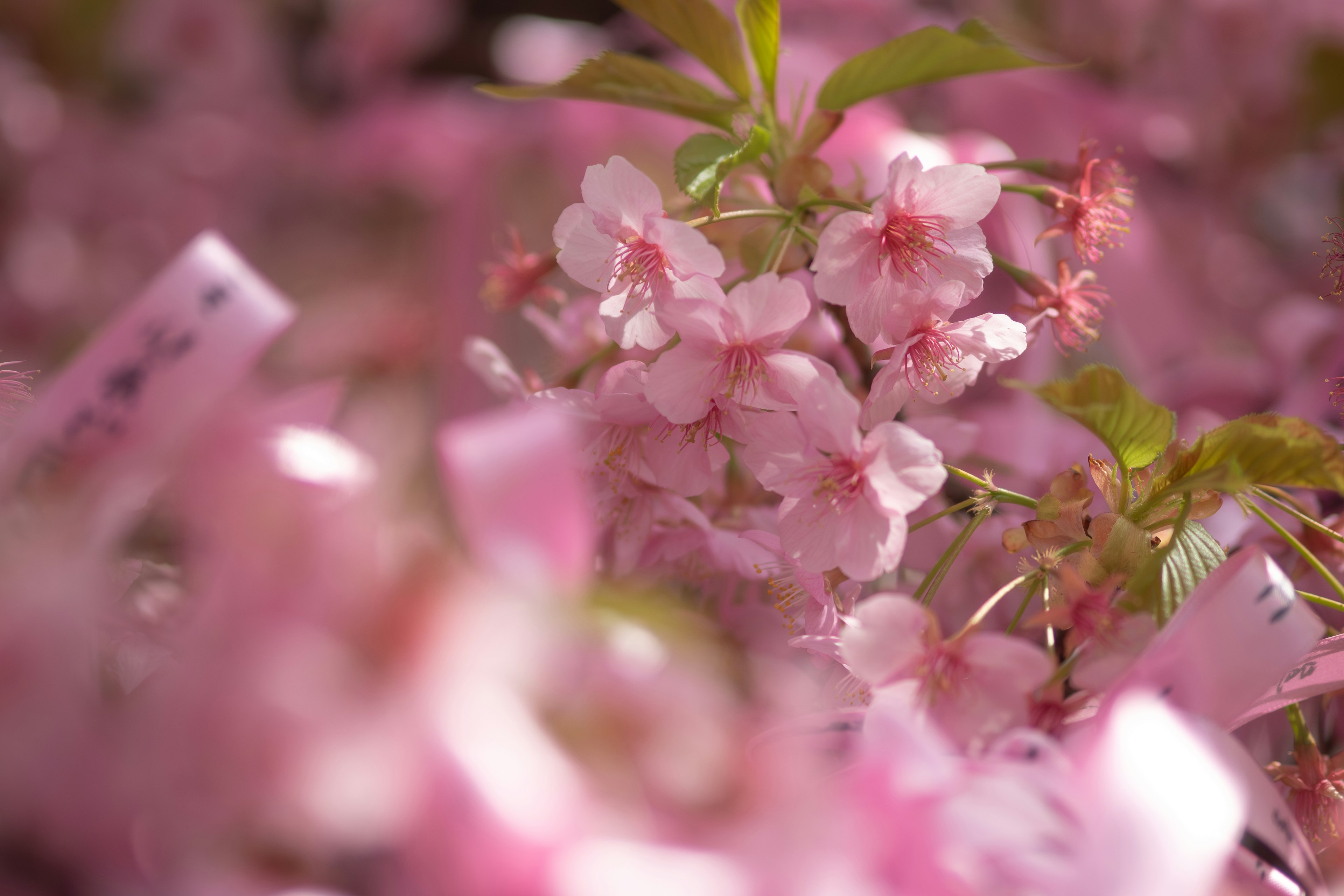 Beautiful scene of light pink cherry blossoms blooming