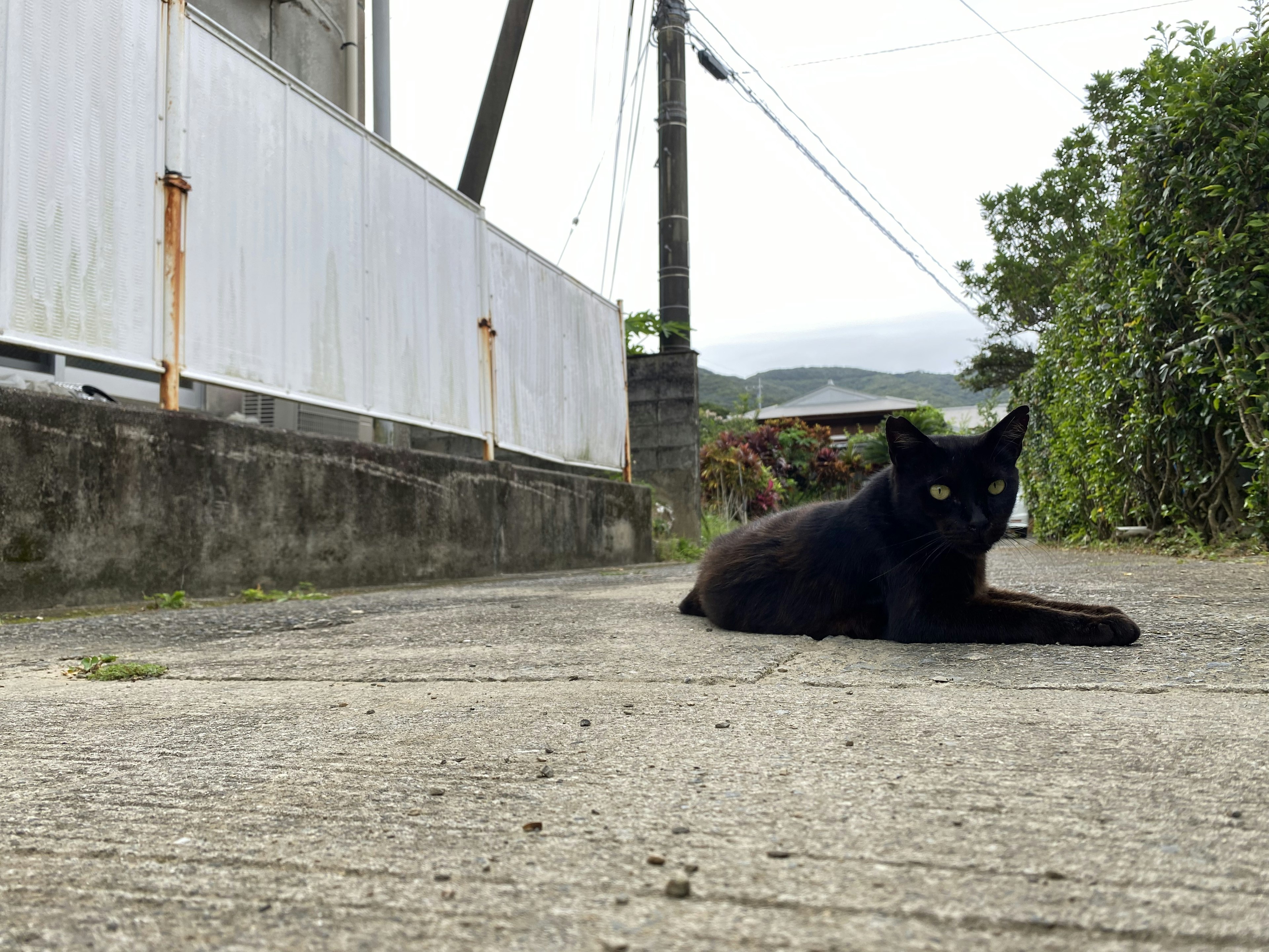 黒猫がコンクリートの道に横たわっている風景