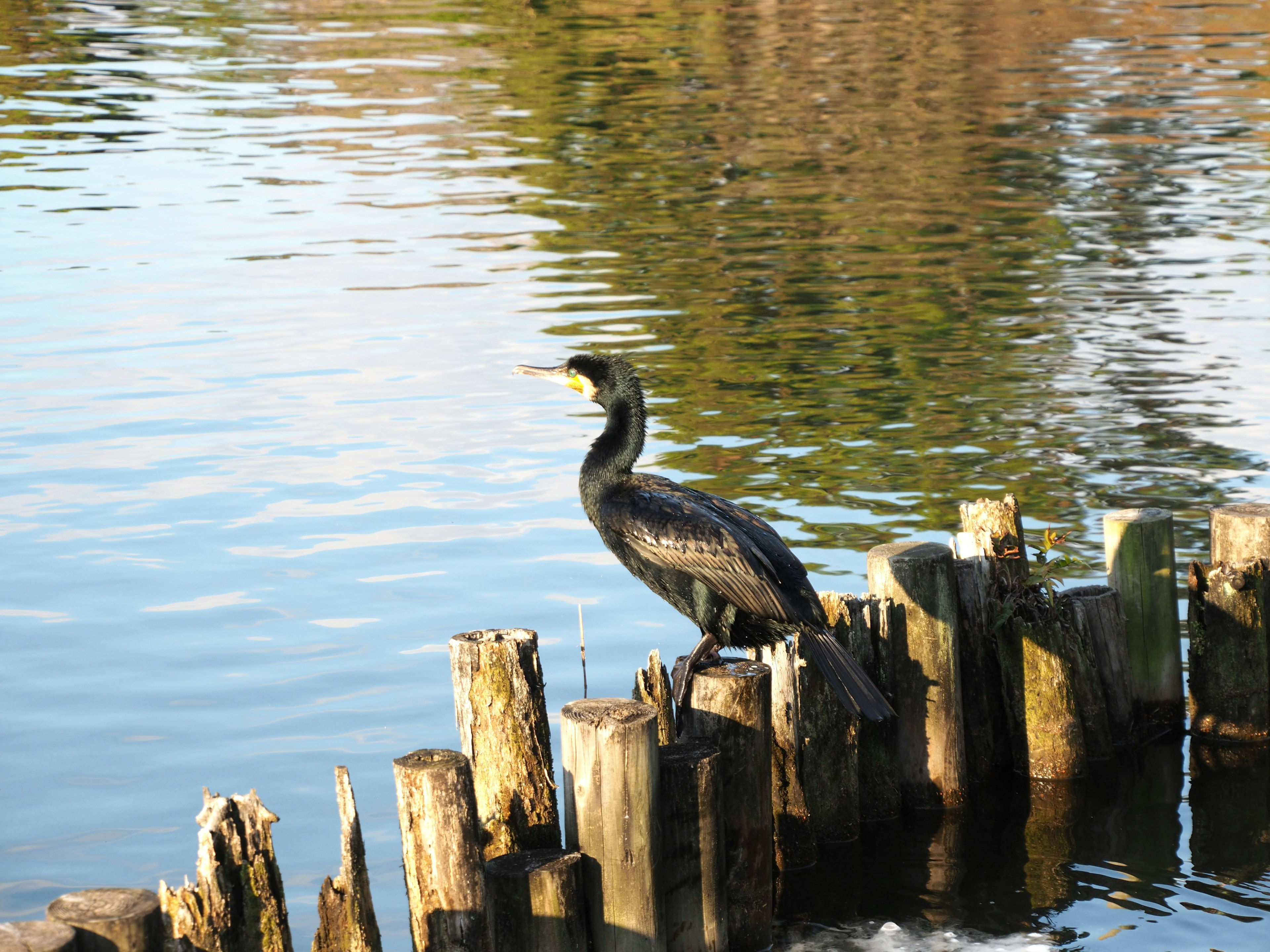 Cormoran se tenant sur des poteaux en bois au bord de l'eau avec des reflets calmes