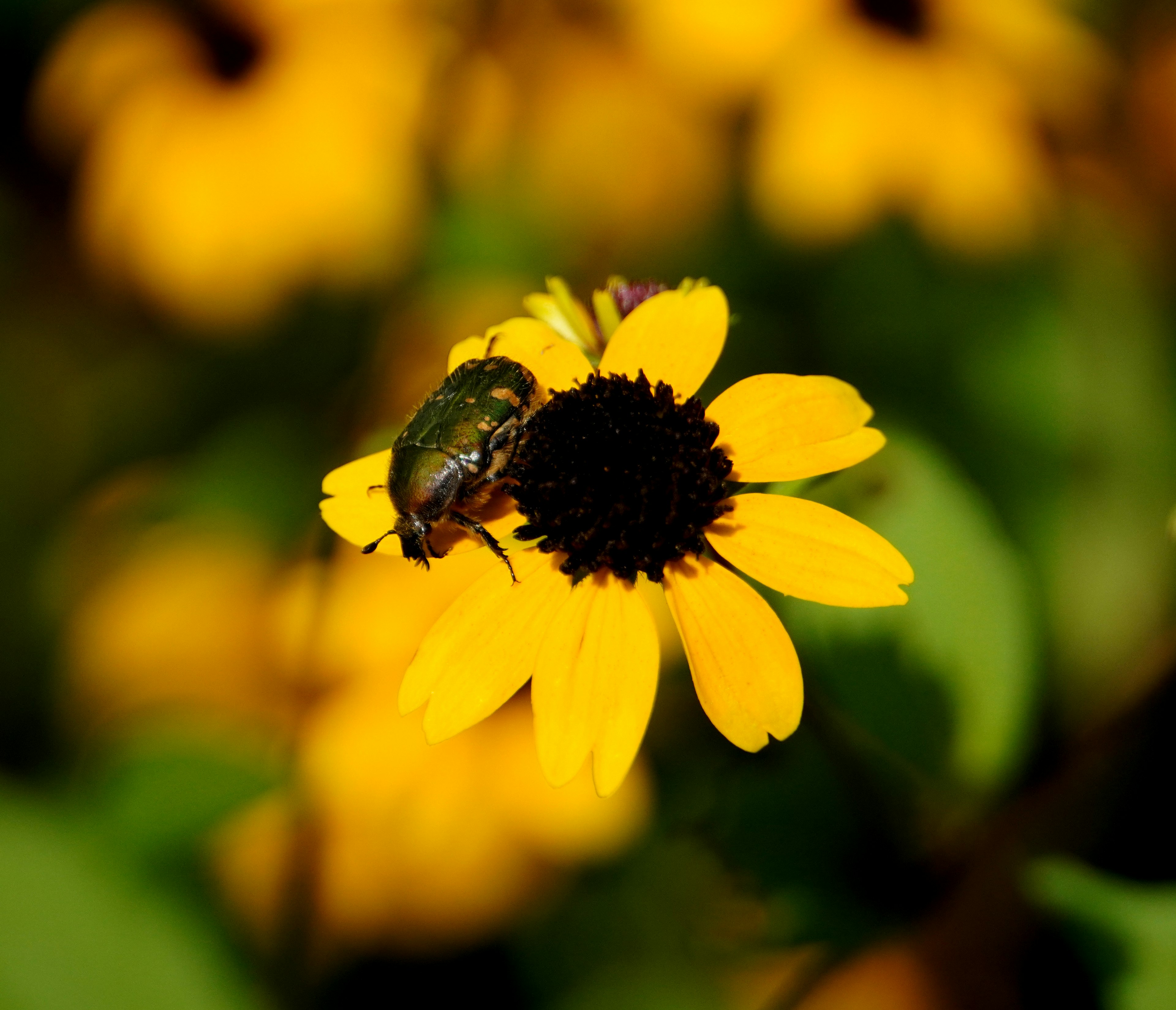 Primer plano de un insecto verde en una flor amarilla