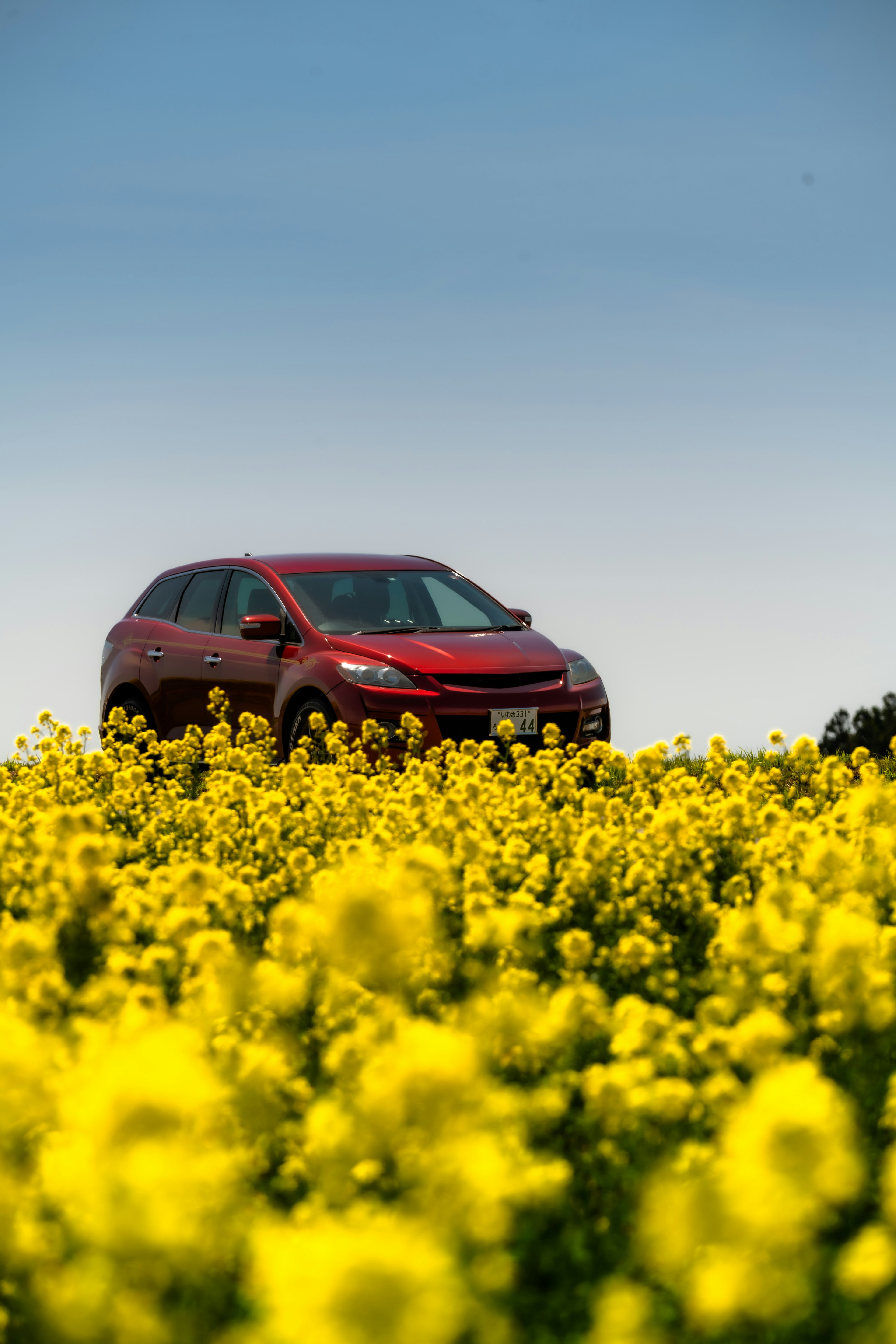 SUV merah diparkir di ladang bunga kuning