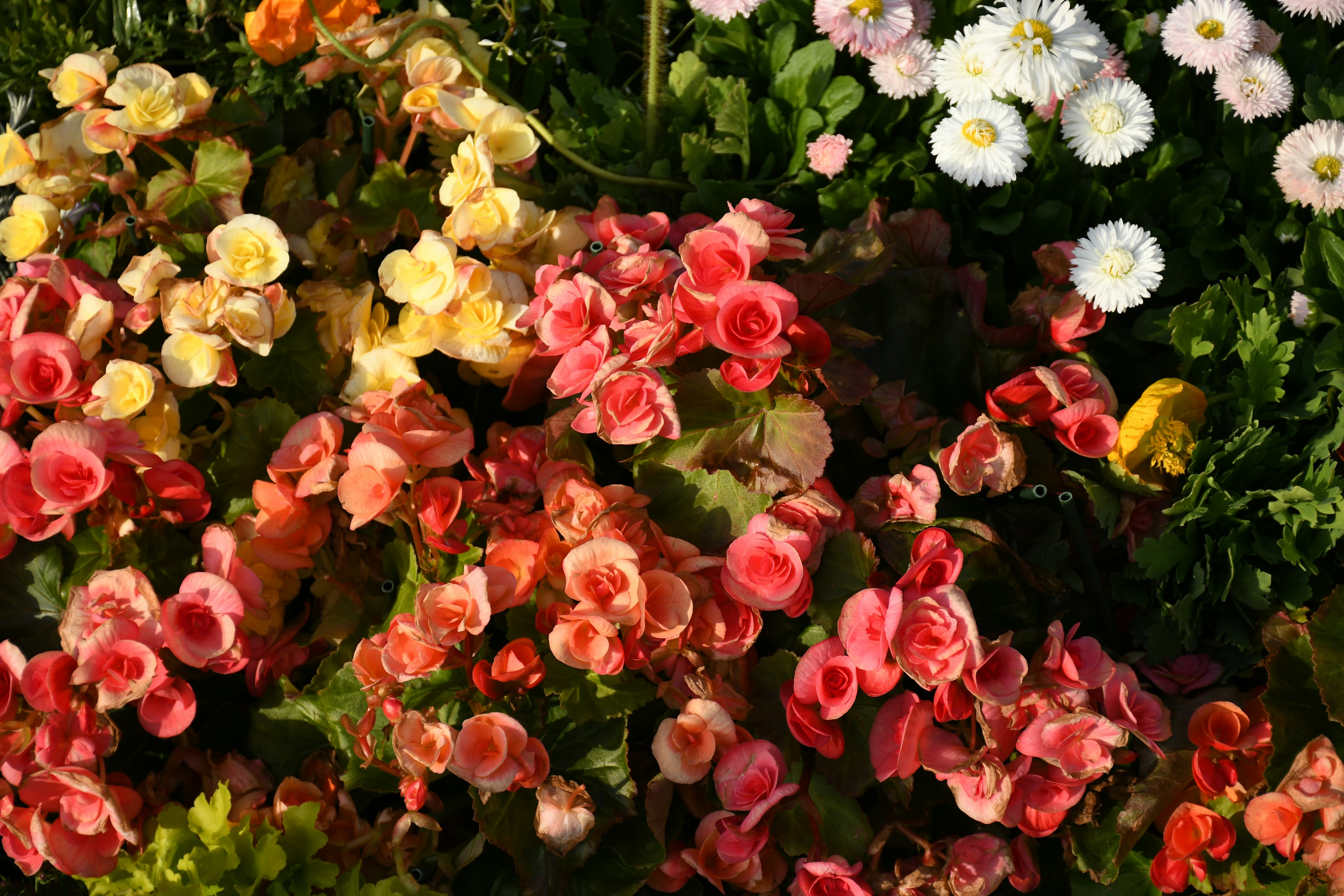 A vibrant garden scene featuring colorful begonias in various shades