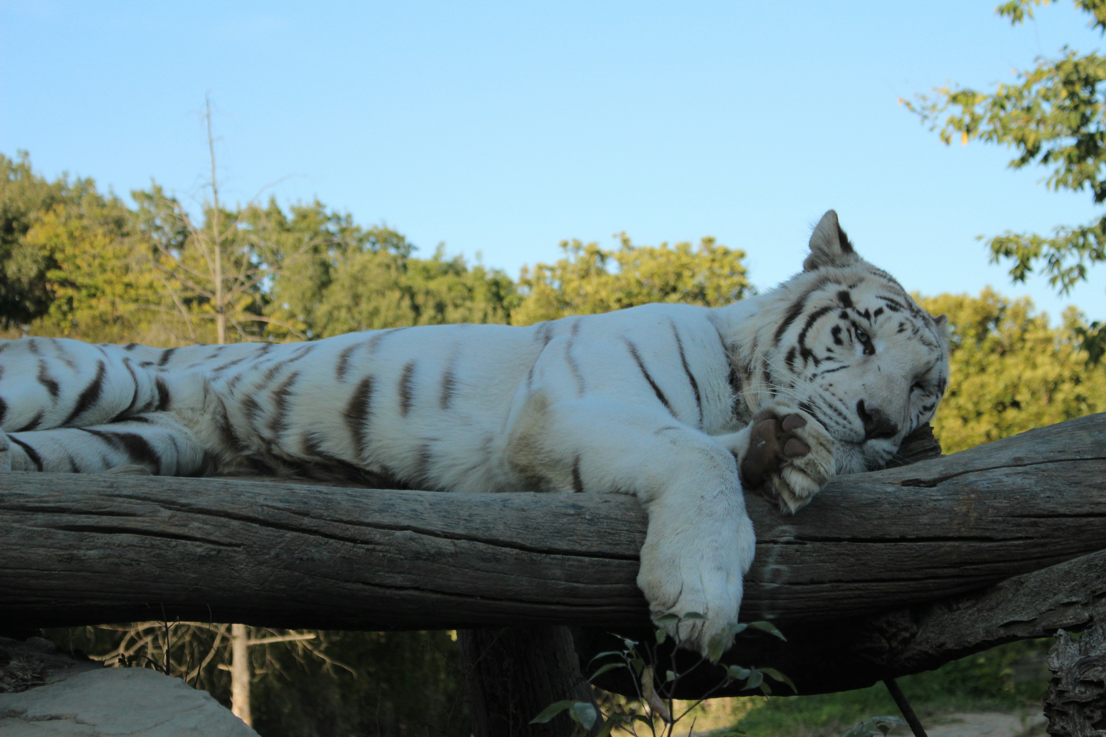 Ein weißer Tiger, der sich auf einem Baumstamm ausruht, umgeben von Grün