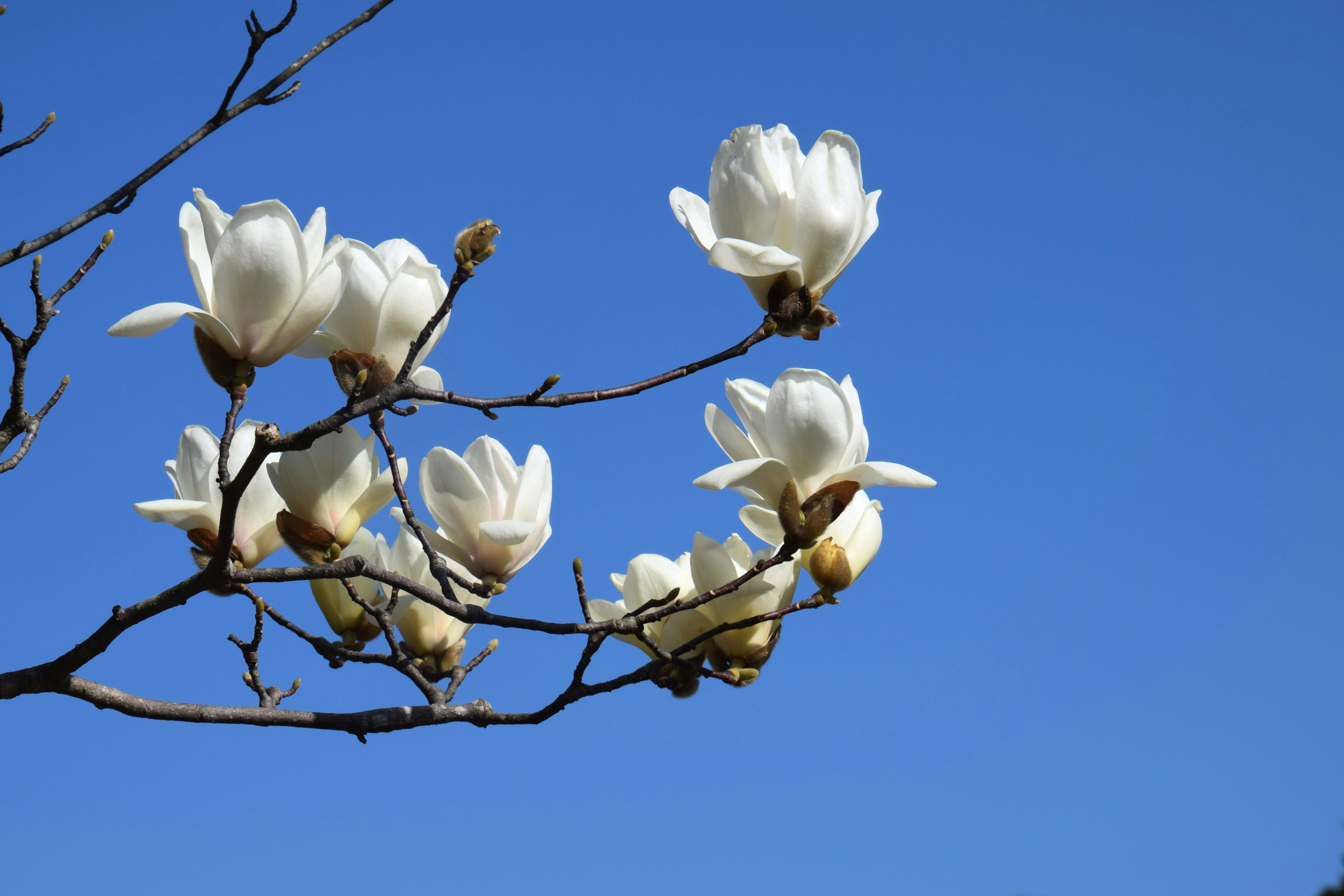 Weiße Magnolienblüten blühen an einem Zweig vor einem blauen Himmel