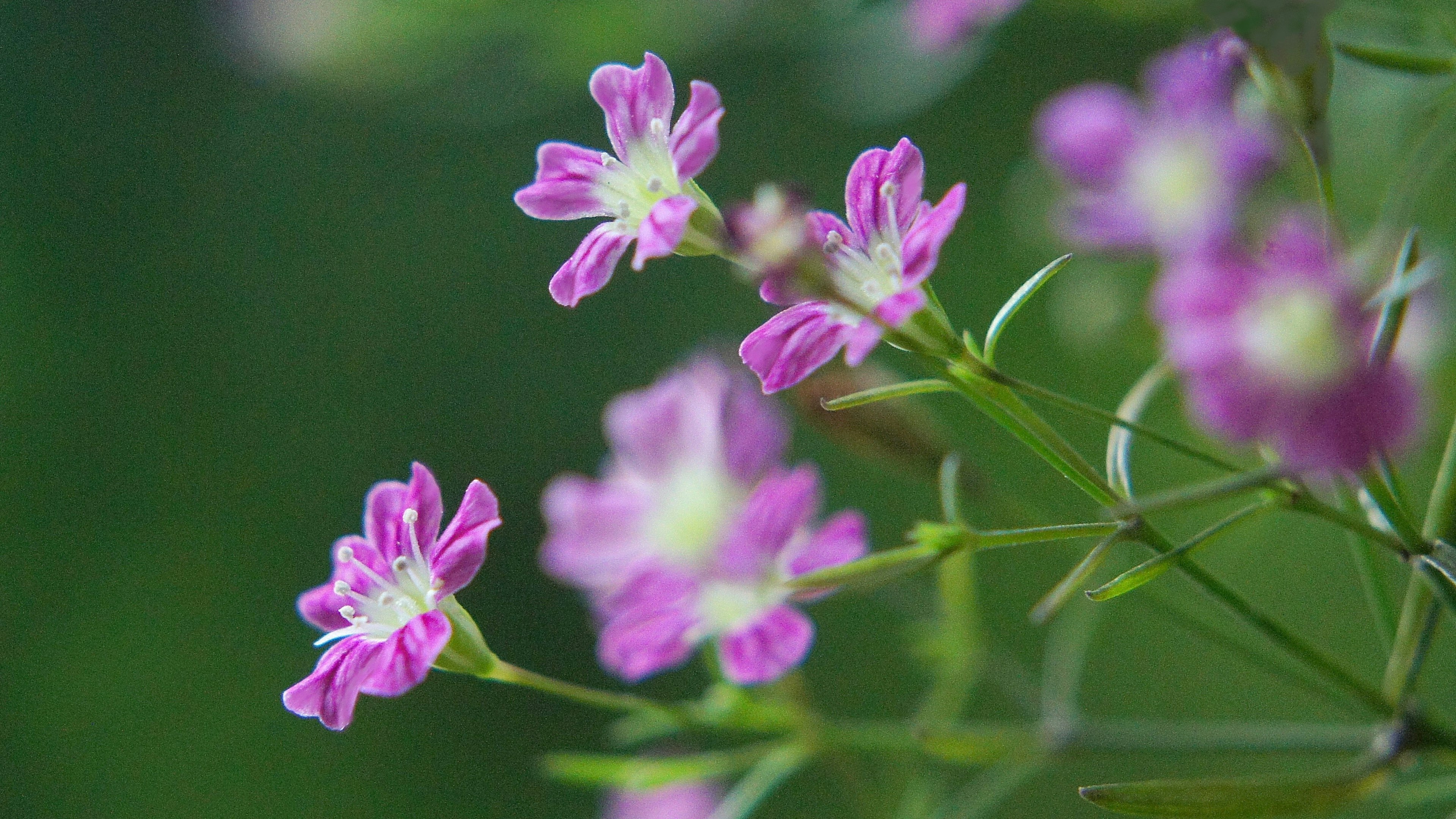 Piccole fiori viola che sbocciano su uno sfondo verde