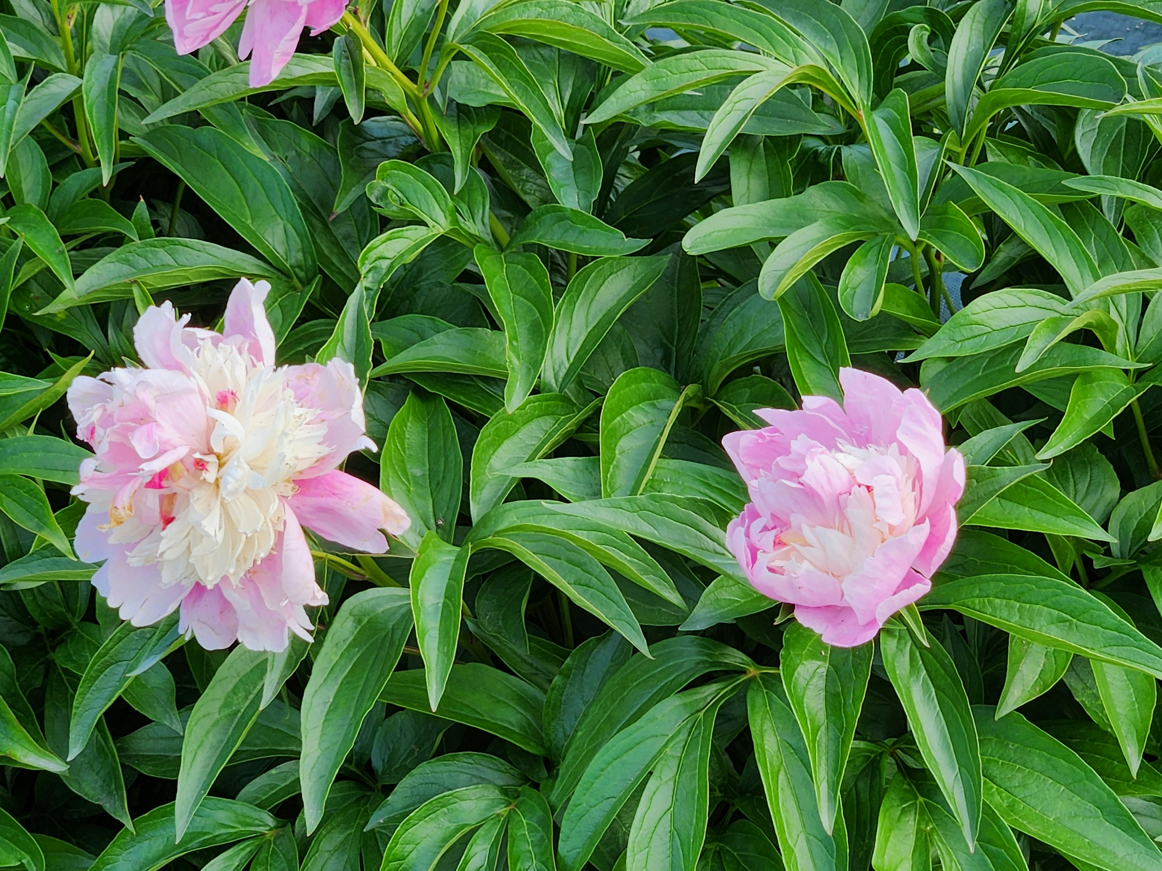 Fiori di peonia rosa che sbocciano tra le foglie verdi