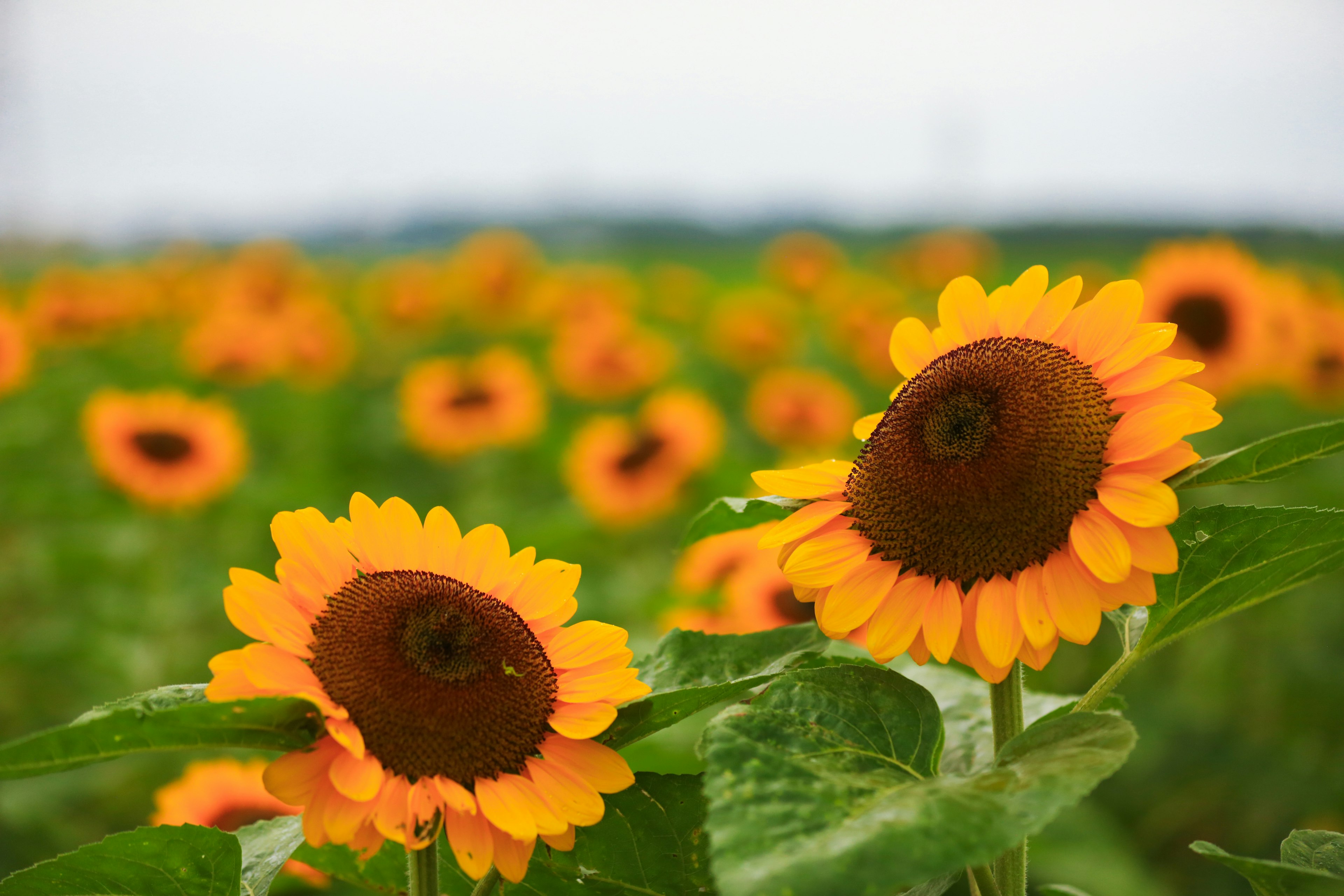 Vibrant sunflowers in a field with a cloudy sky