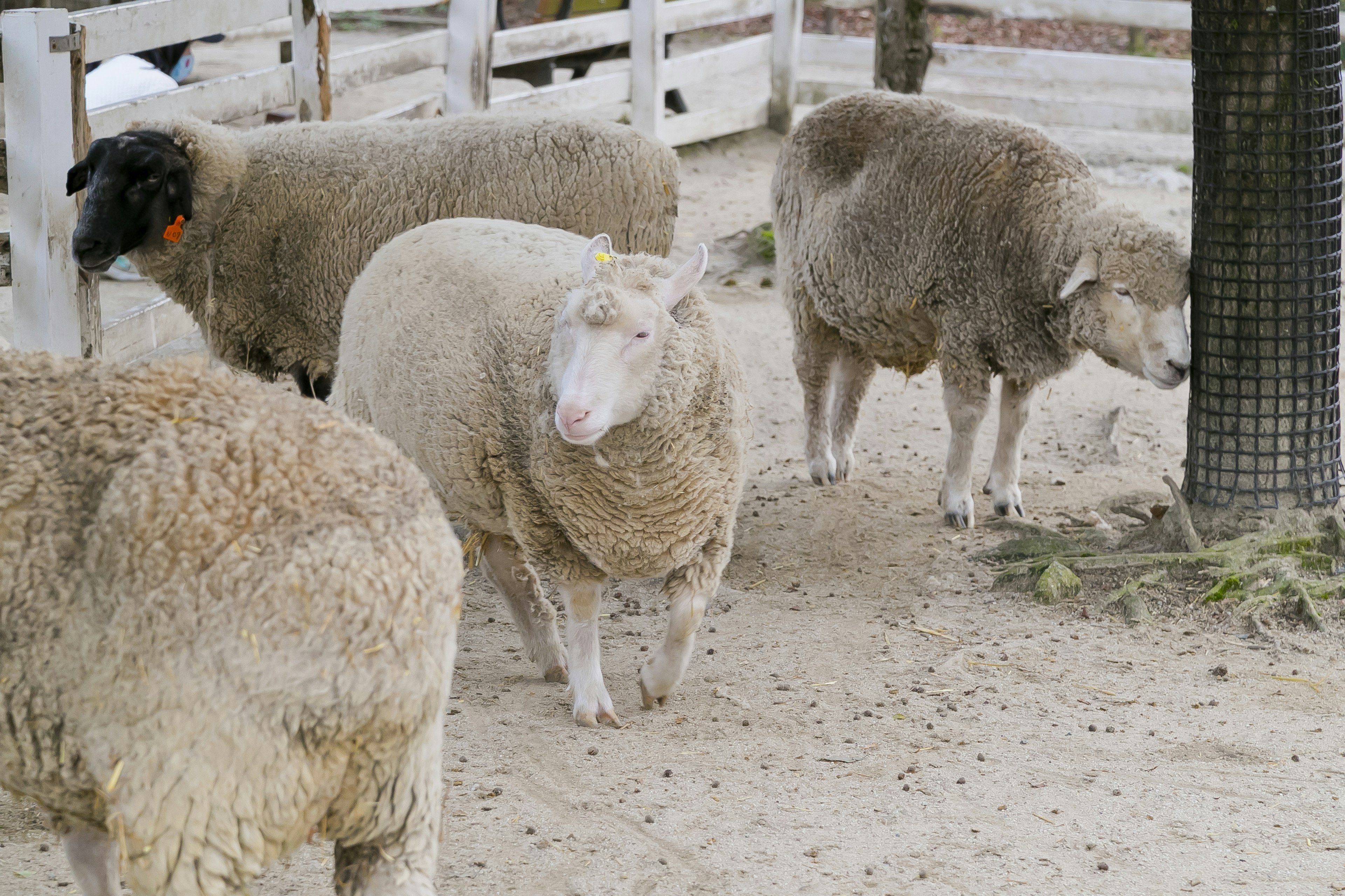 Un grupo de ovejas en un entorno de granja