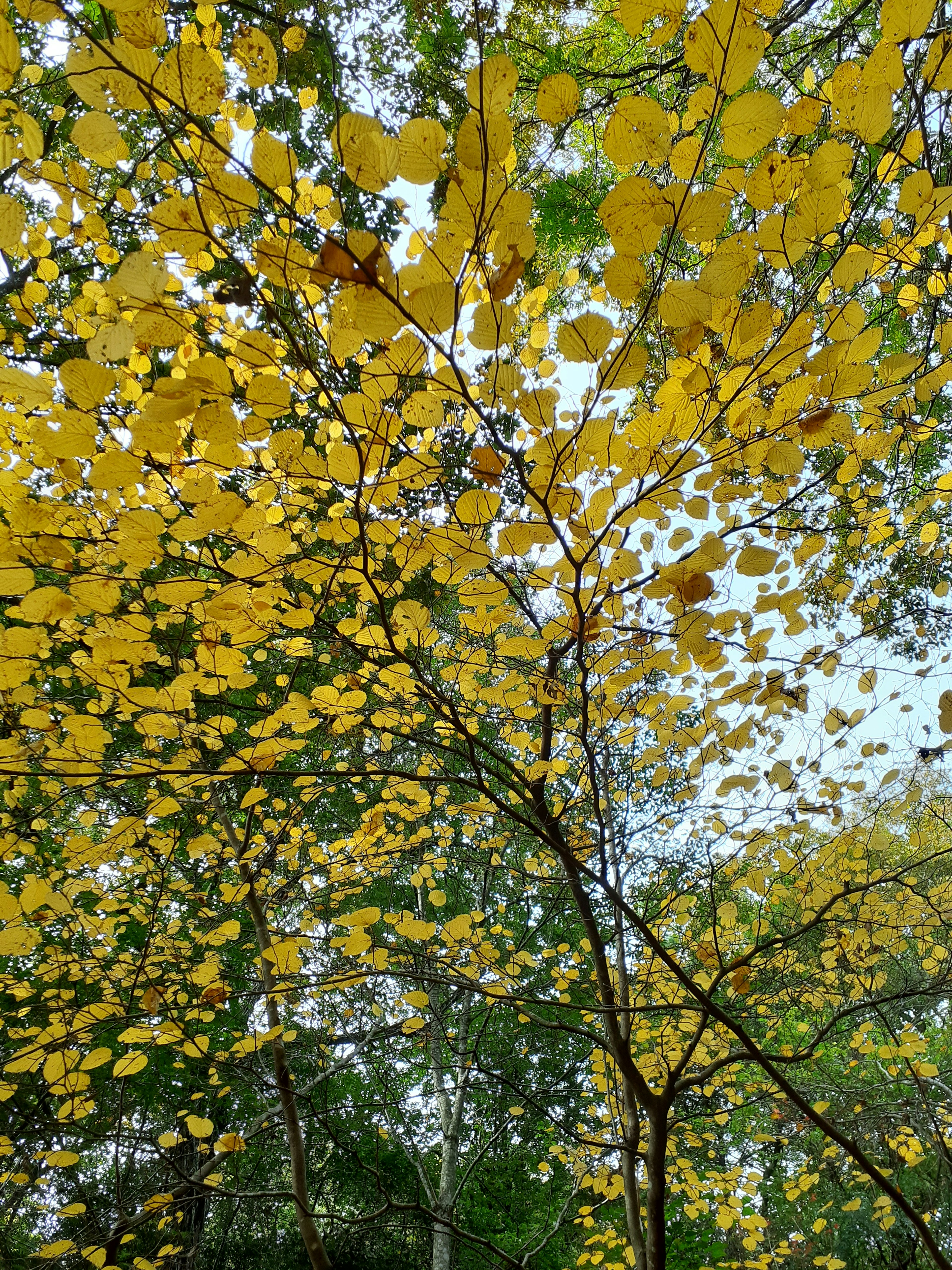 Vue d'en bas des branches couvertes de feuilles jaunes