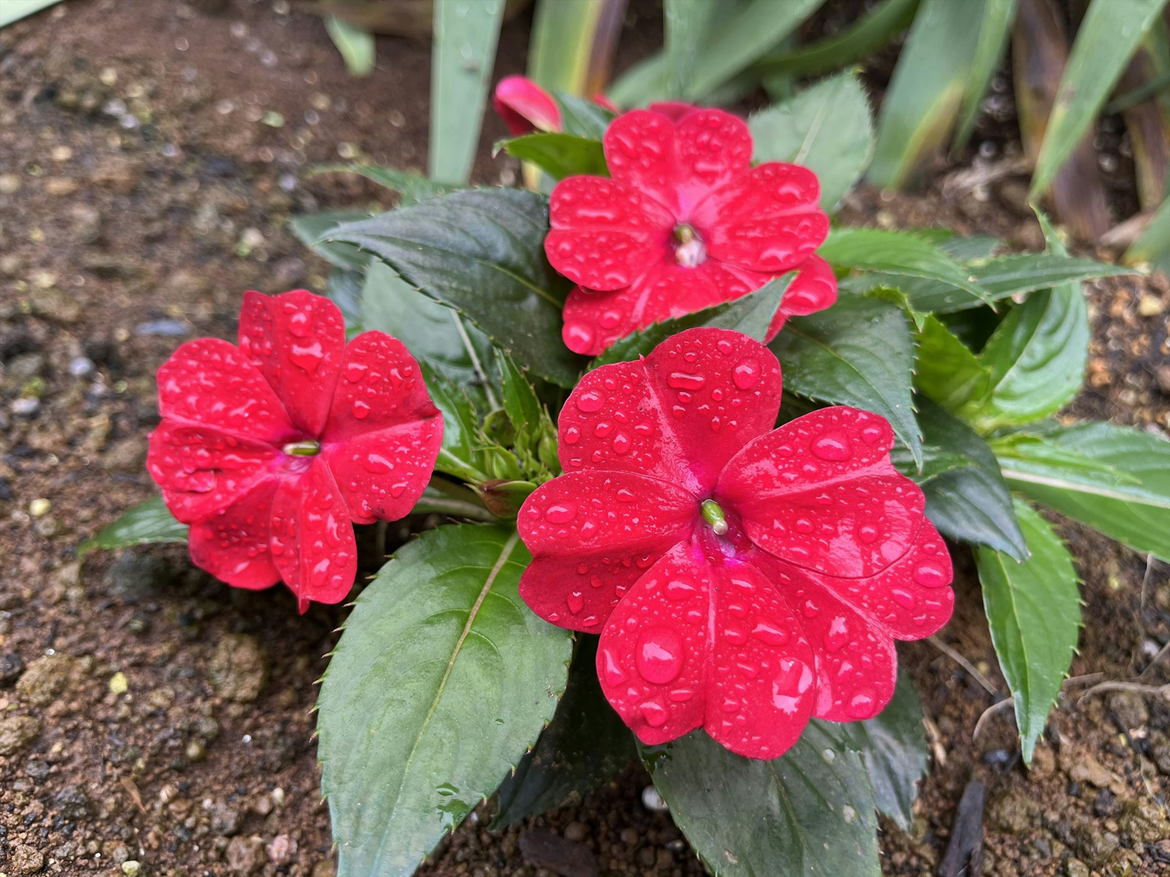 Tiga bunga impatiens merah dengan tetesan air di kelopaknya