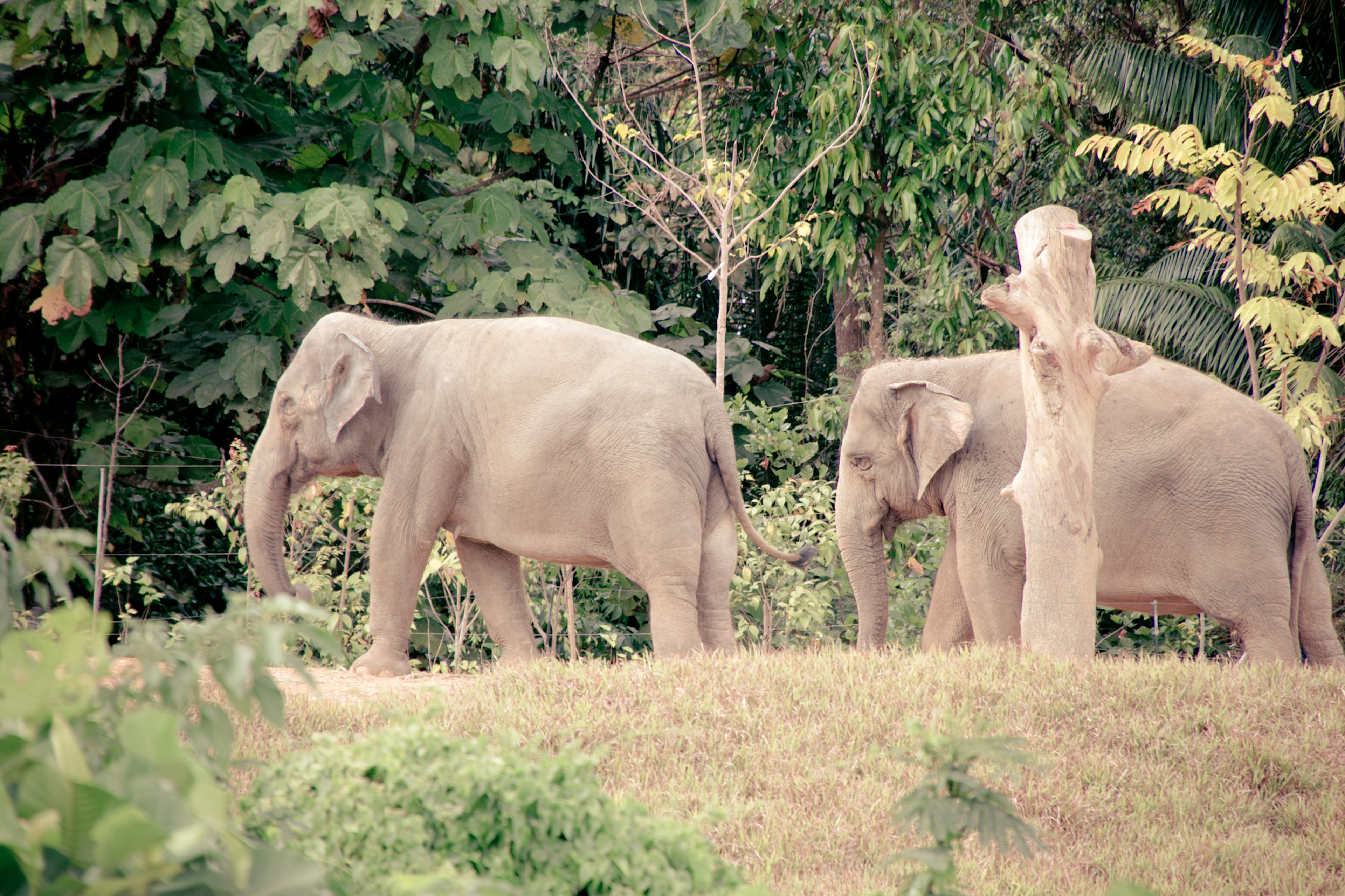 Two elephants walking in a lush green environment