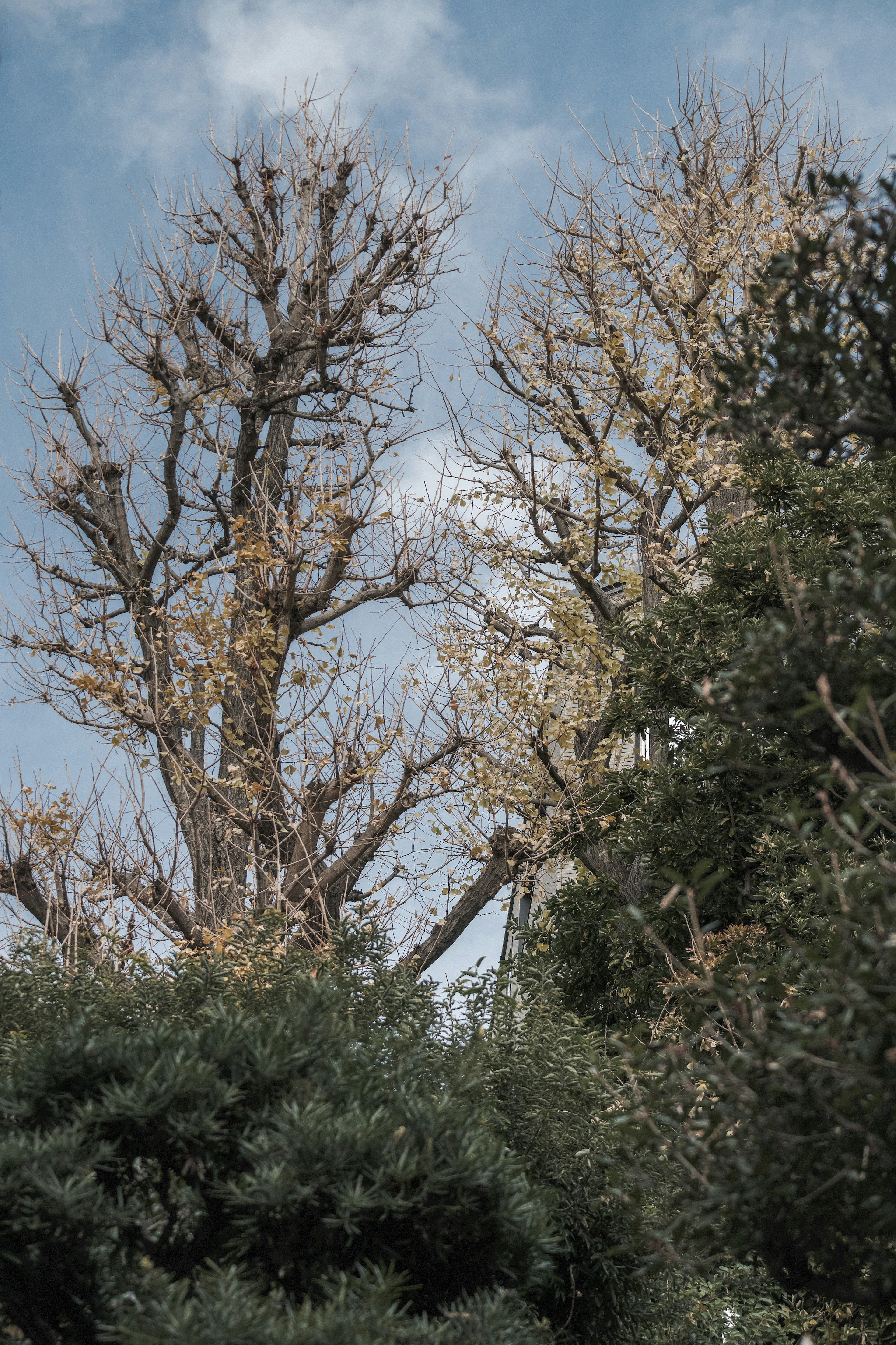 枯れた木と緑の植物が混在する風景