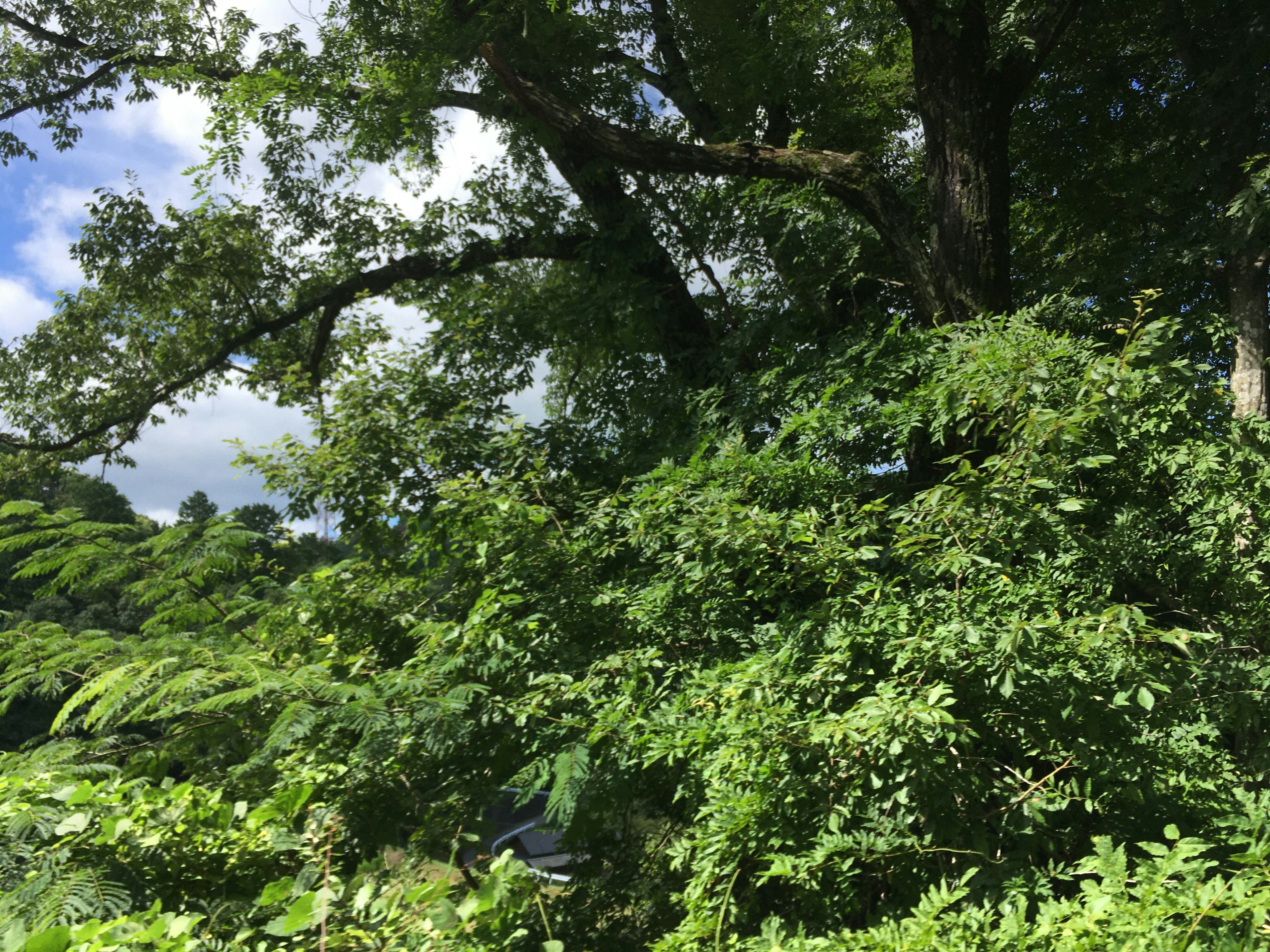 緑豊かな木々と青空の景色