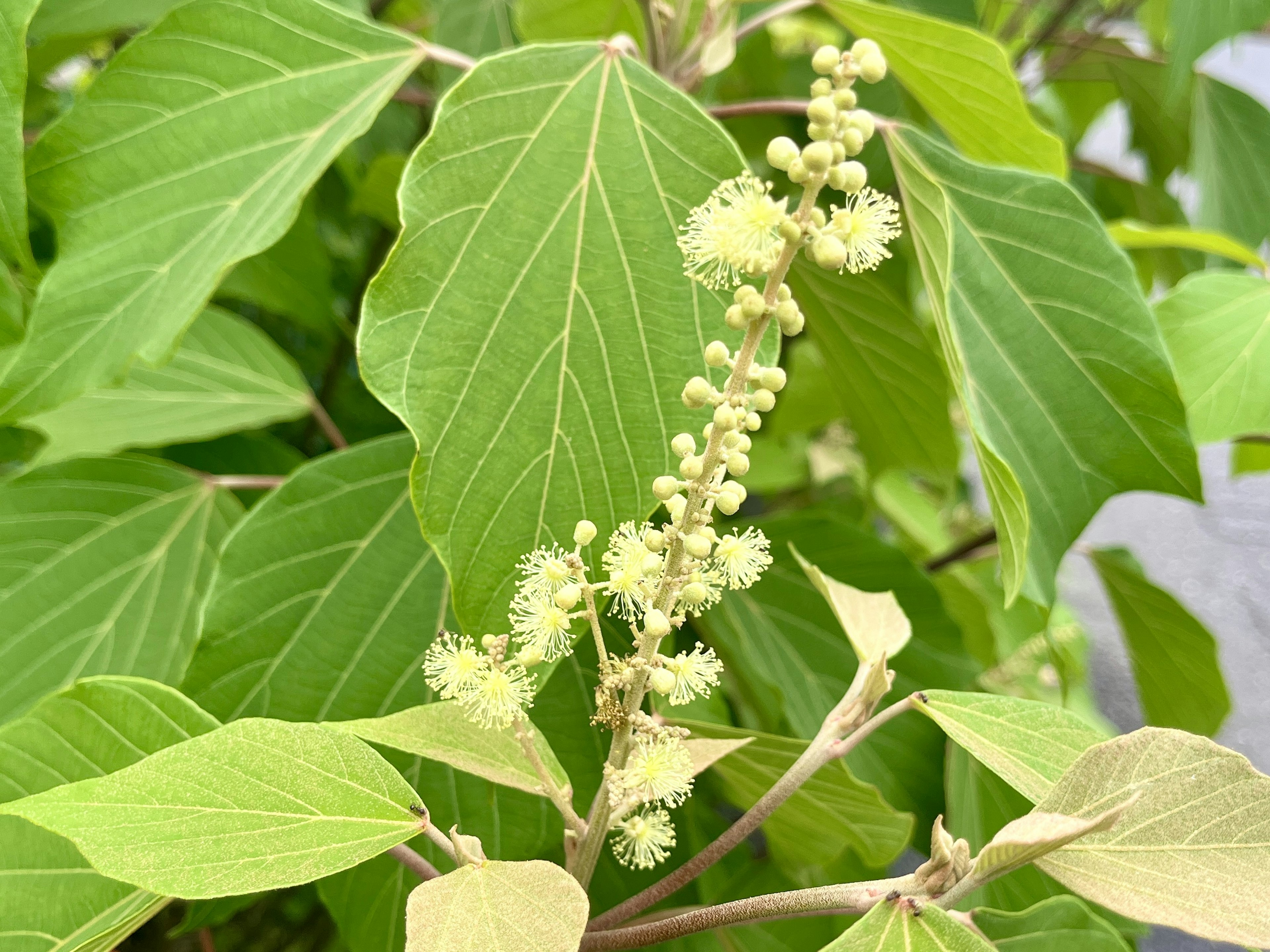 Nahaufnahme einer Pflanze mit grünen Blättern und kleinen weißen Blüten