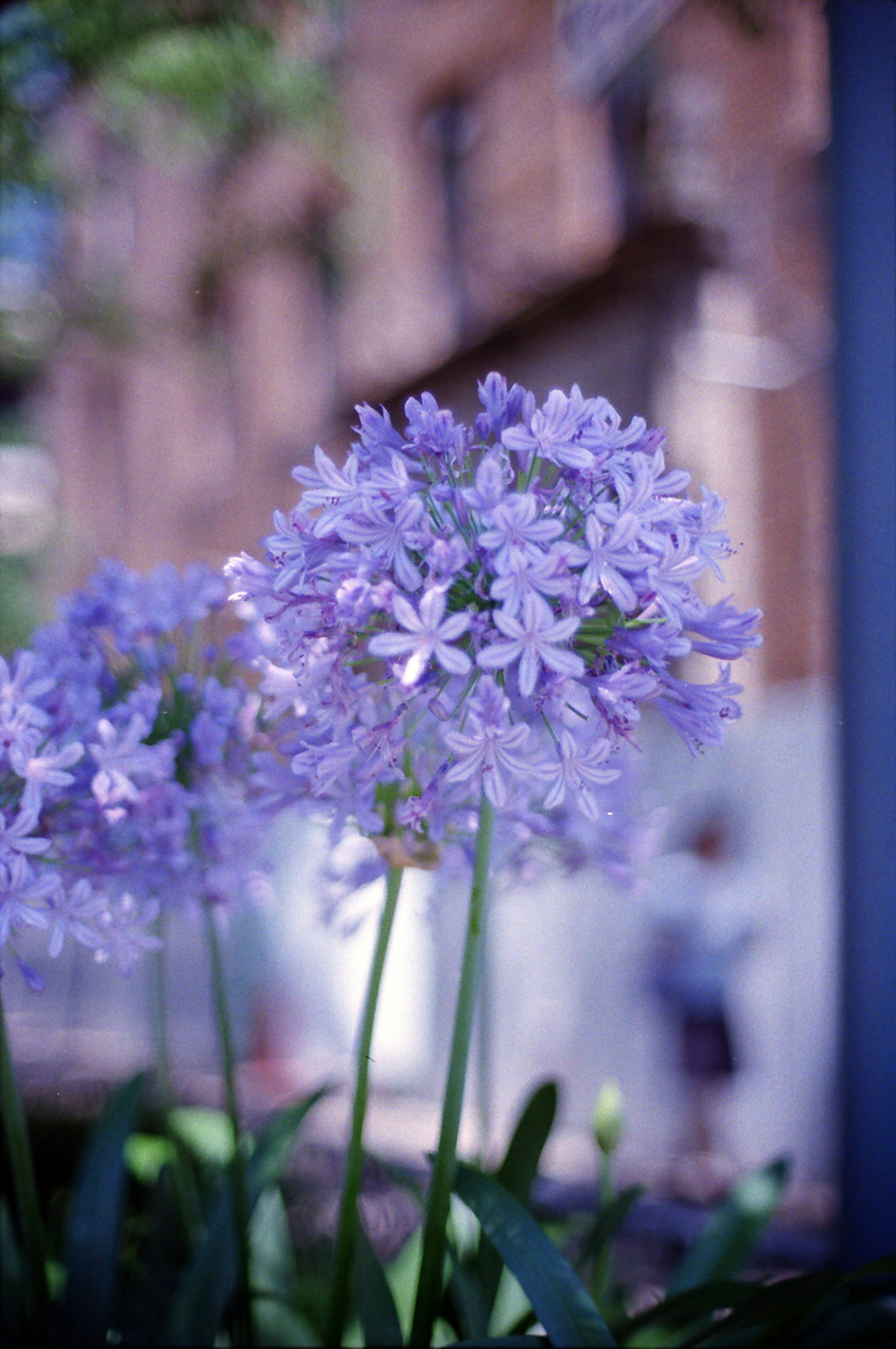 Cluster of purple flowers with a blurred figure in the background