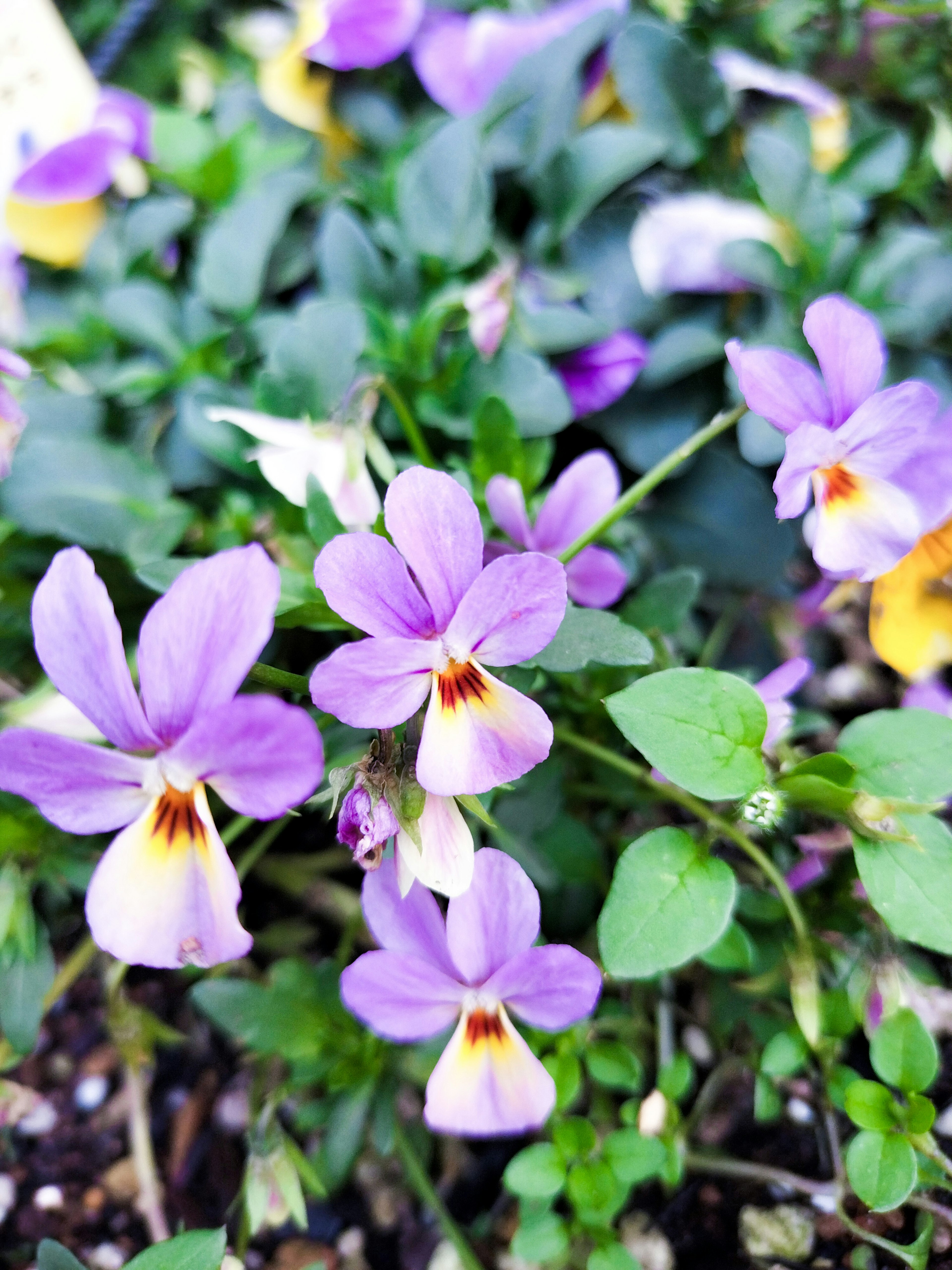 Nahaufnahme einer Pflanze mit lila Blumen