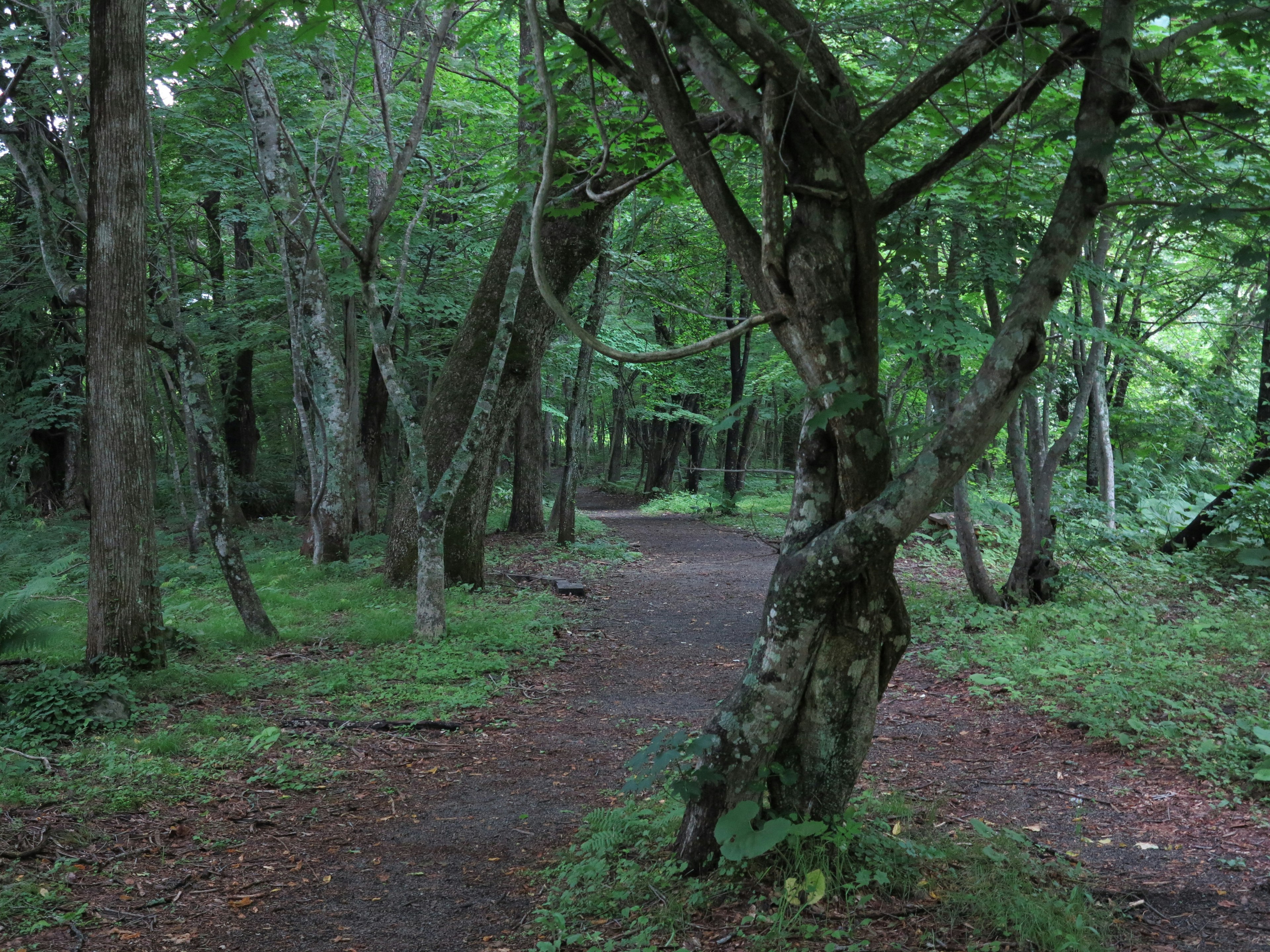 Sentiero forestale rigoglioso con alberi contorti