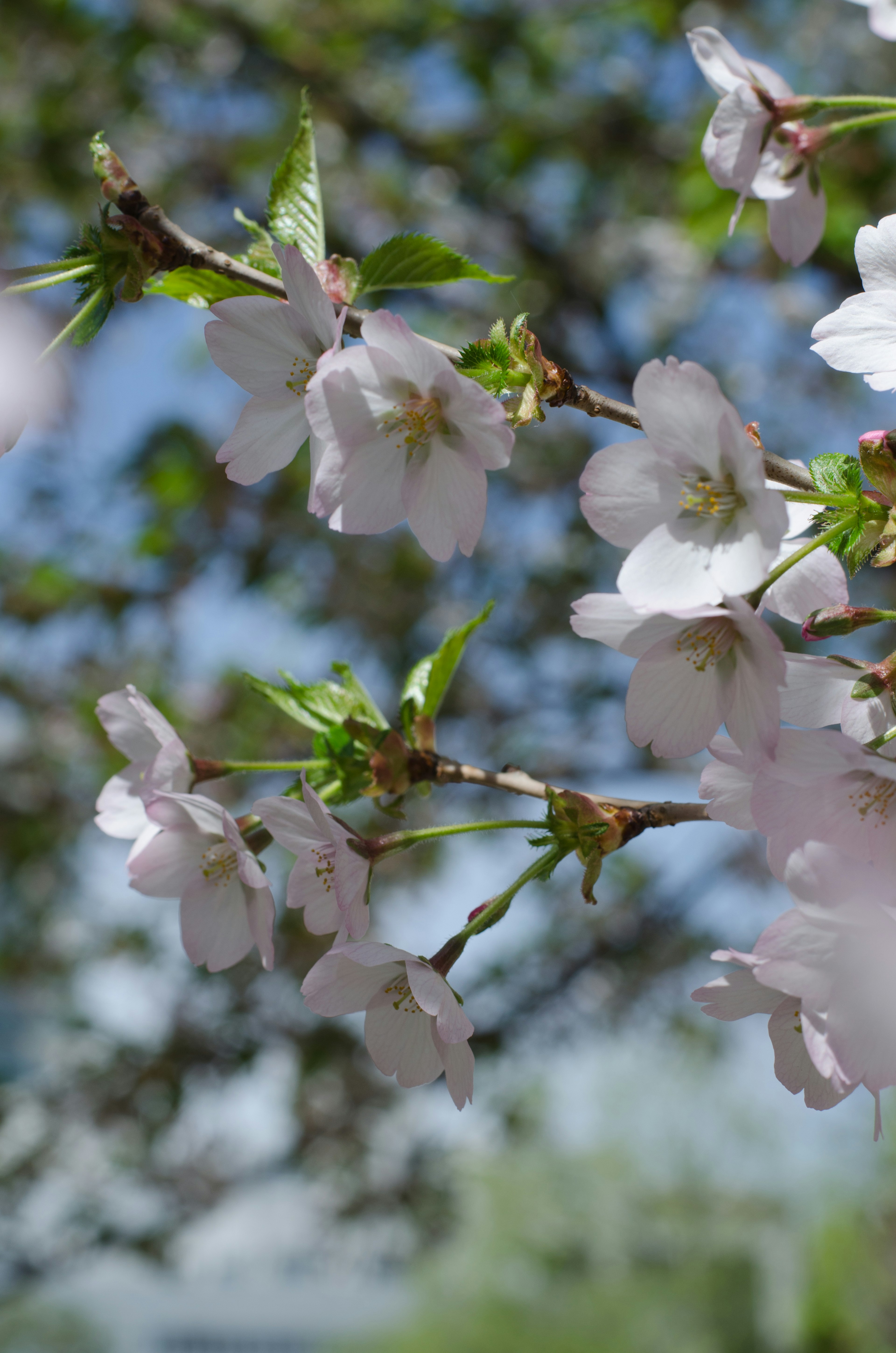 桜の花が咲いている枝のクローズアップ青空が背景