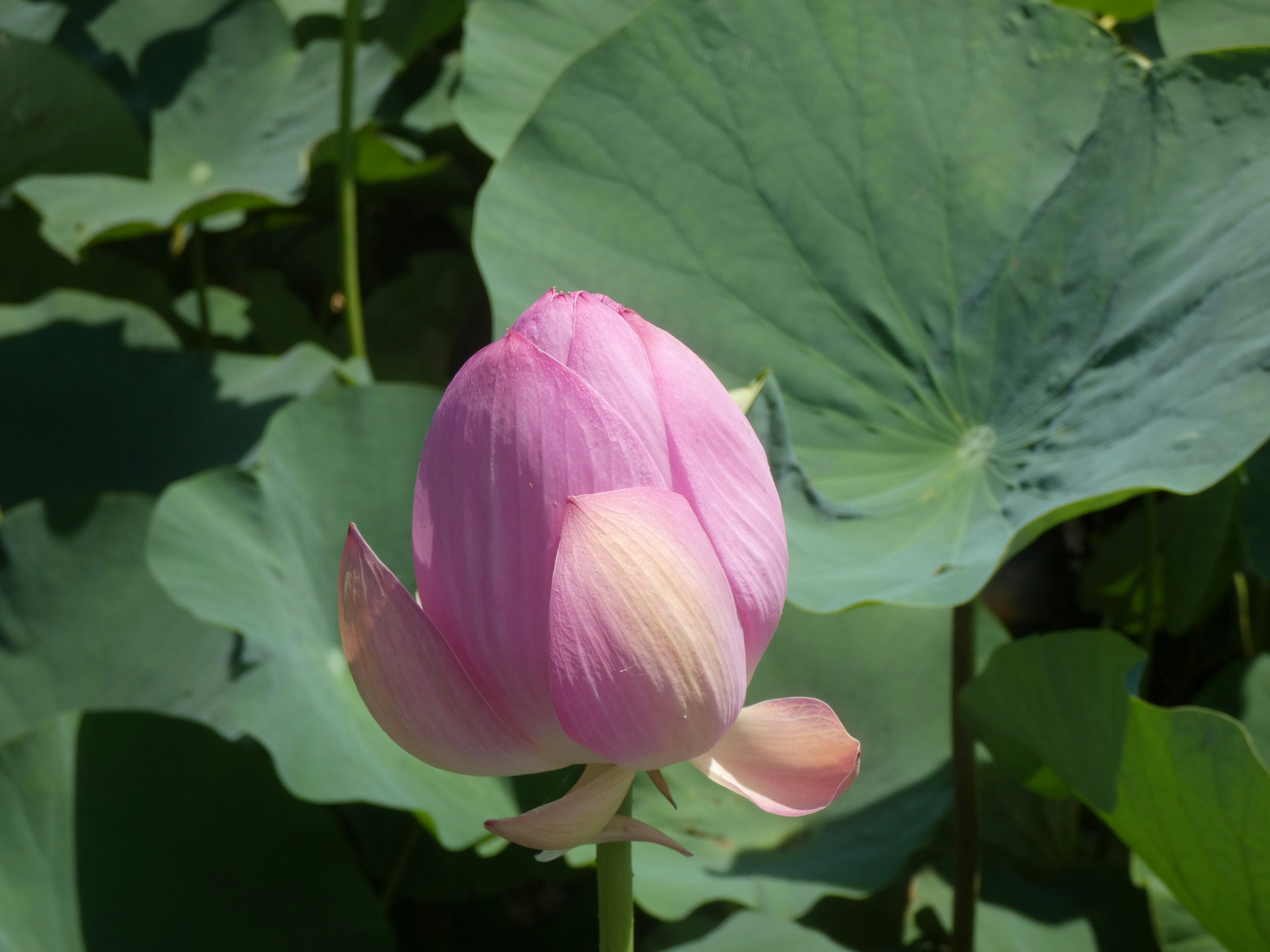 A beautiful pink lotus flower emerging above the water with green leaves