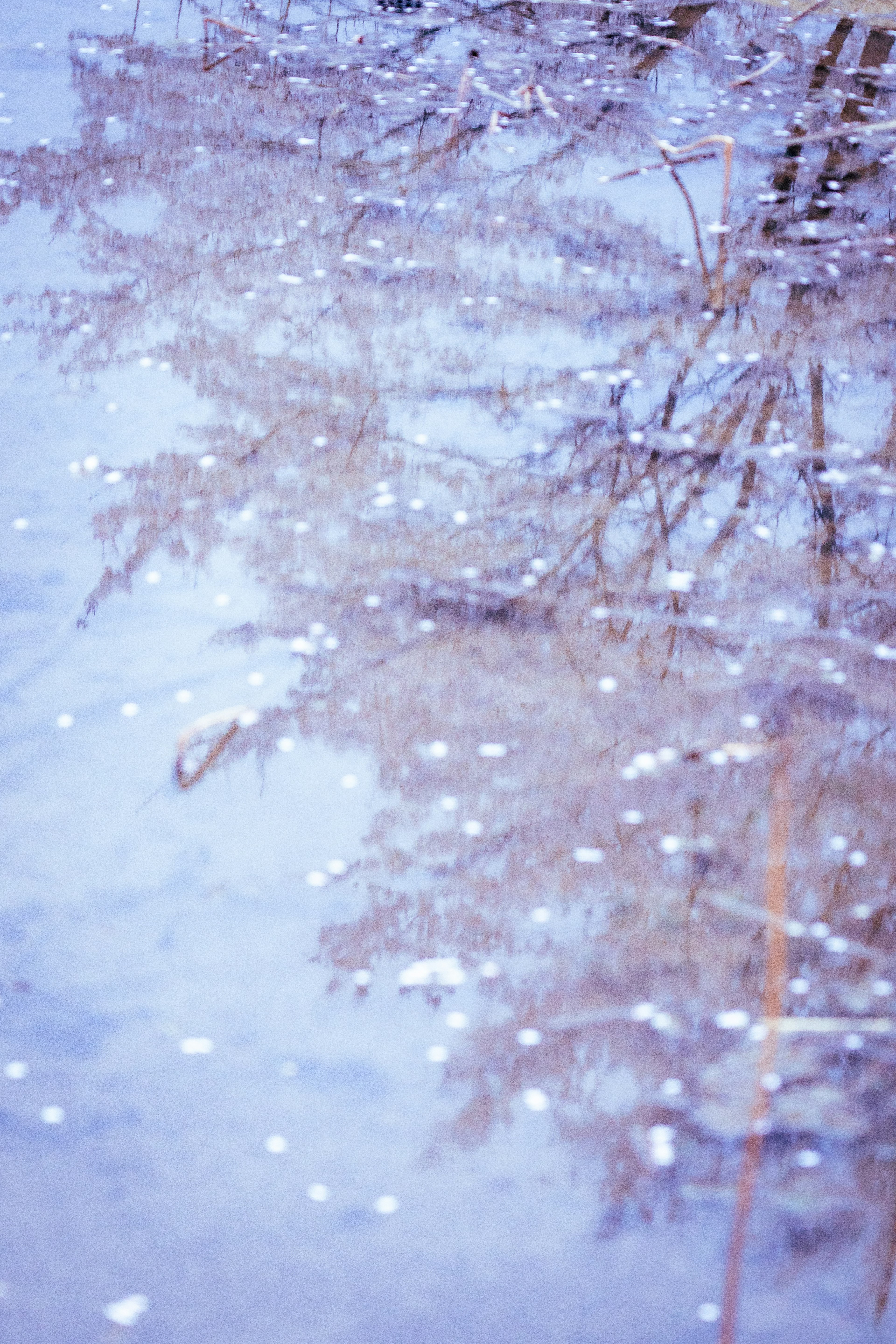 Faint reflections of trees on water surface with white petal-like spots