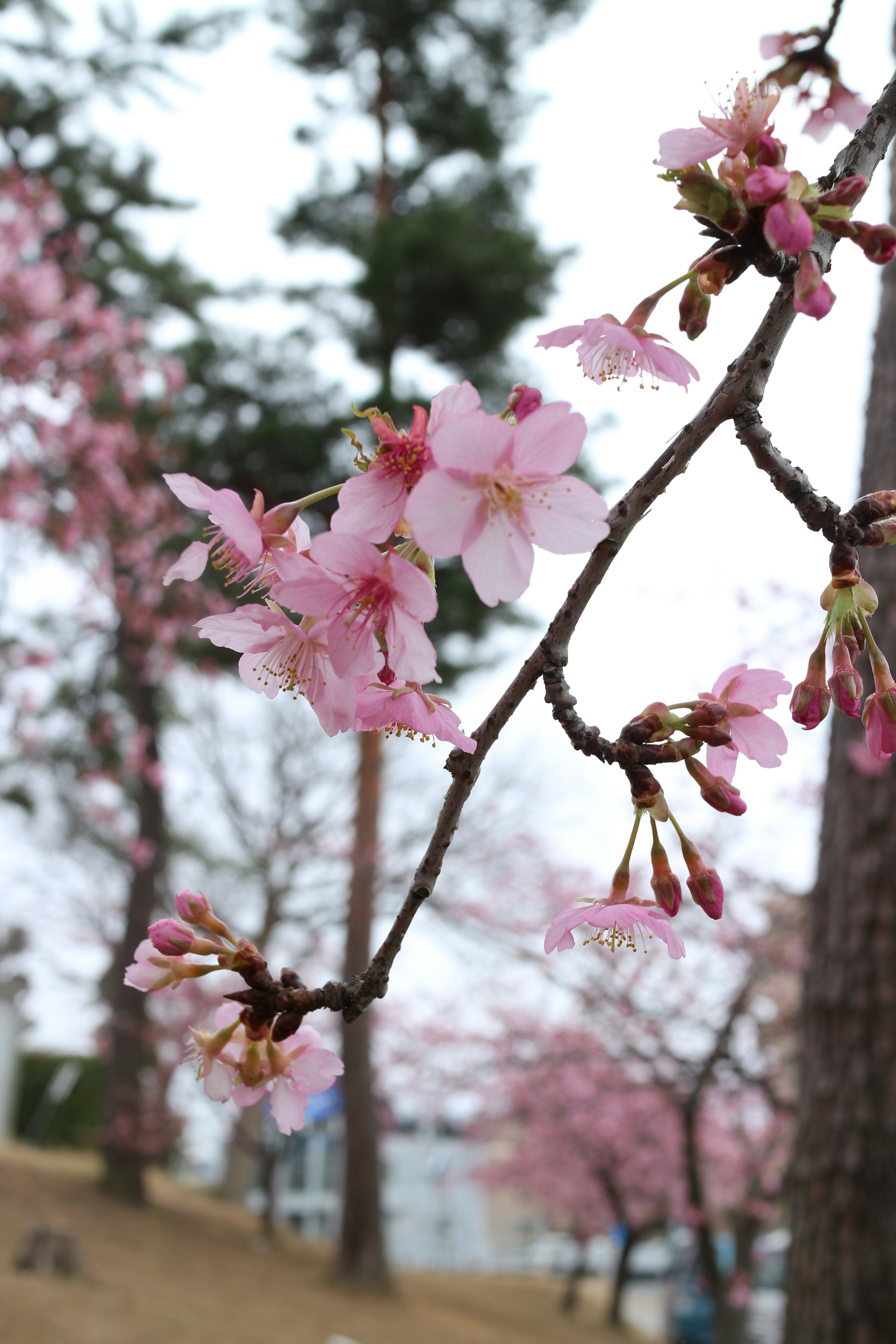 さくらの花が咲いている枝のクローズアップ