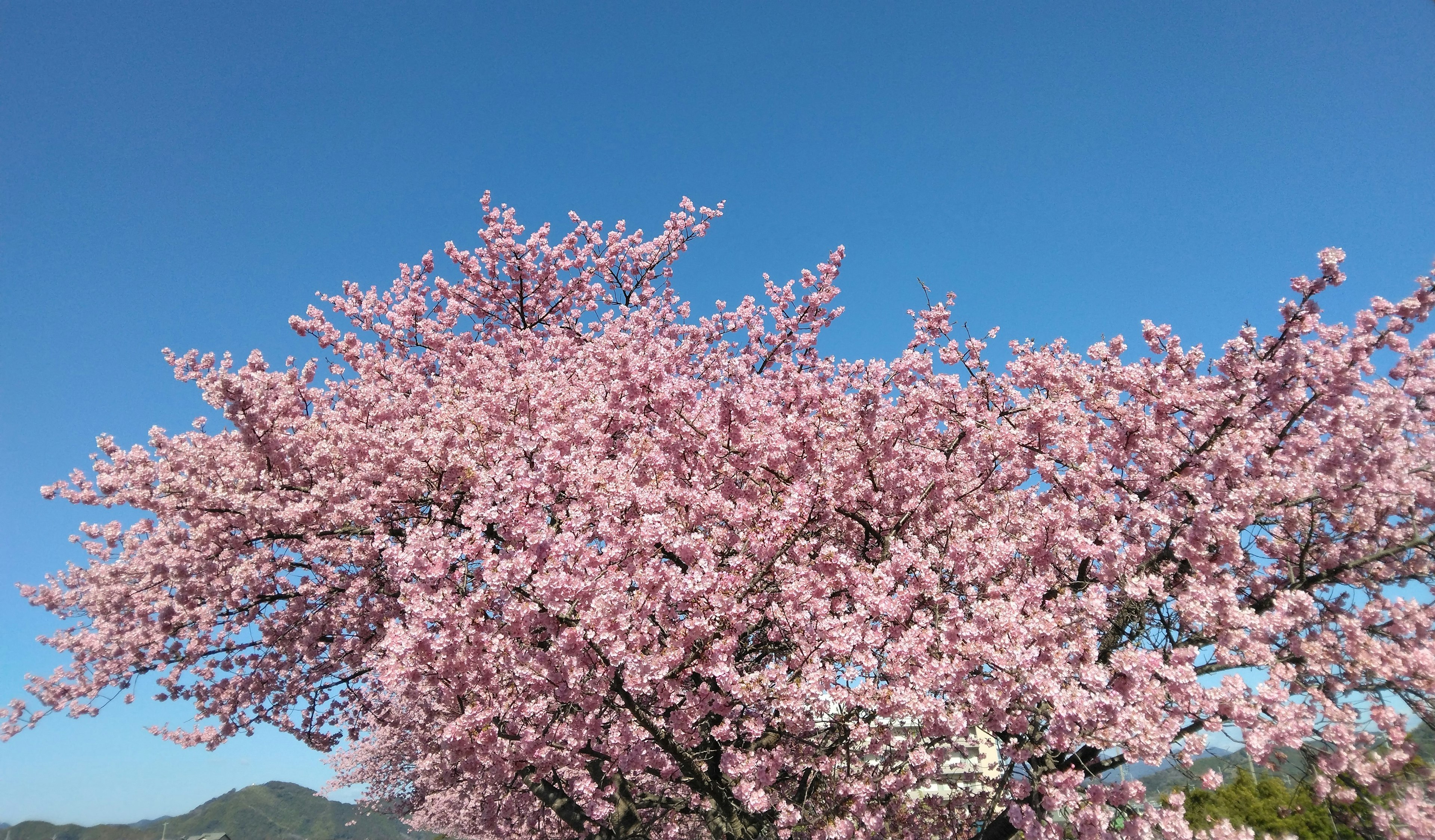 Vibrant pink cherry blossom tree under clear blue sky