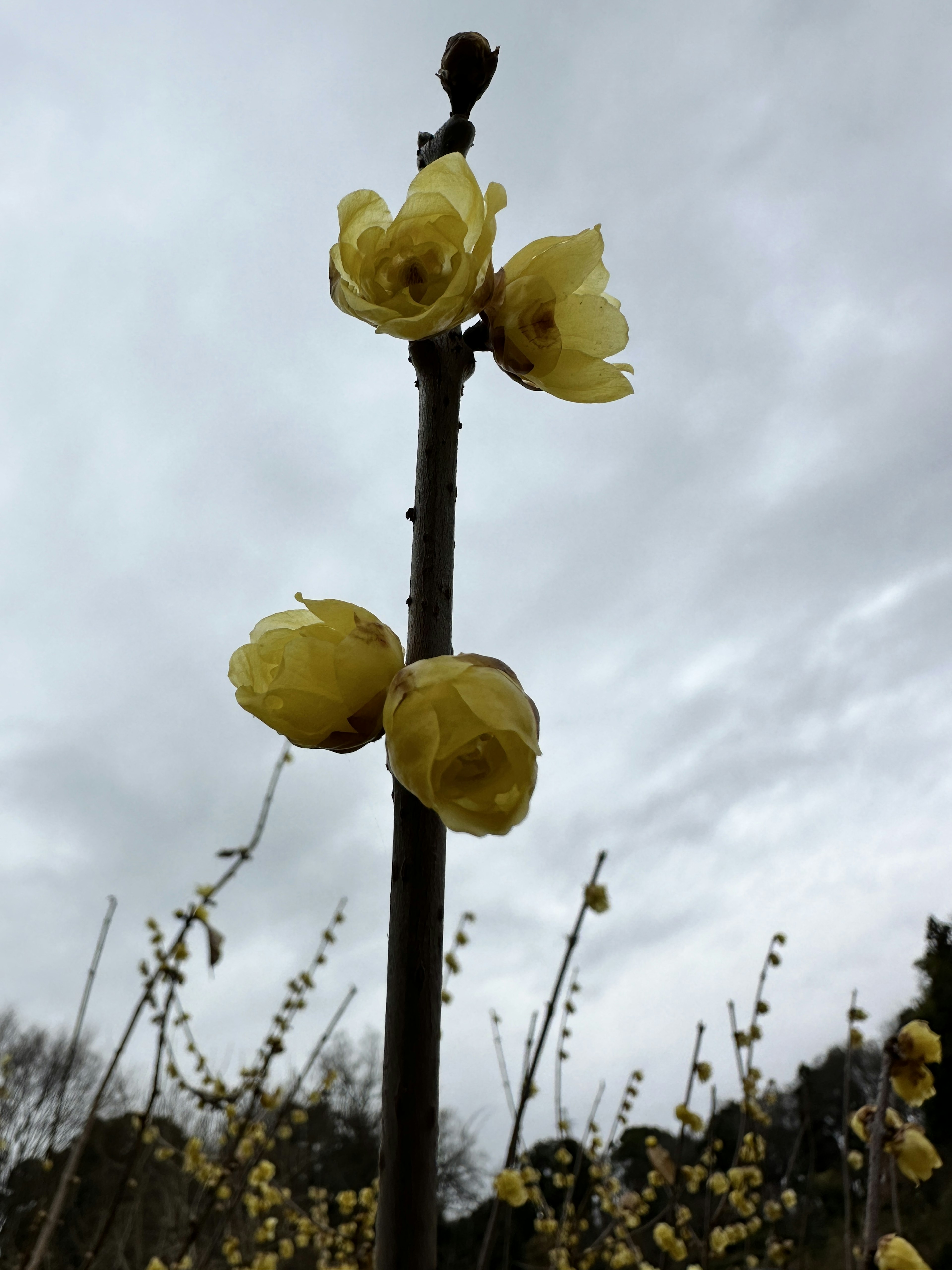 Nahaufnahme eines Stammes mit gelben Blumen vor einem bewölkten Himmel