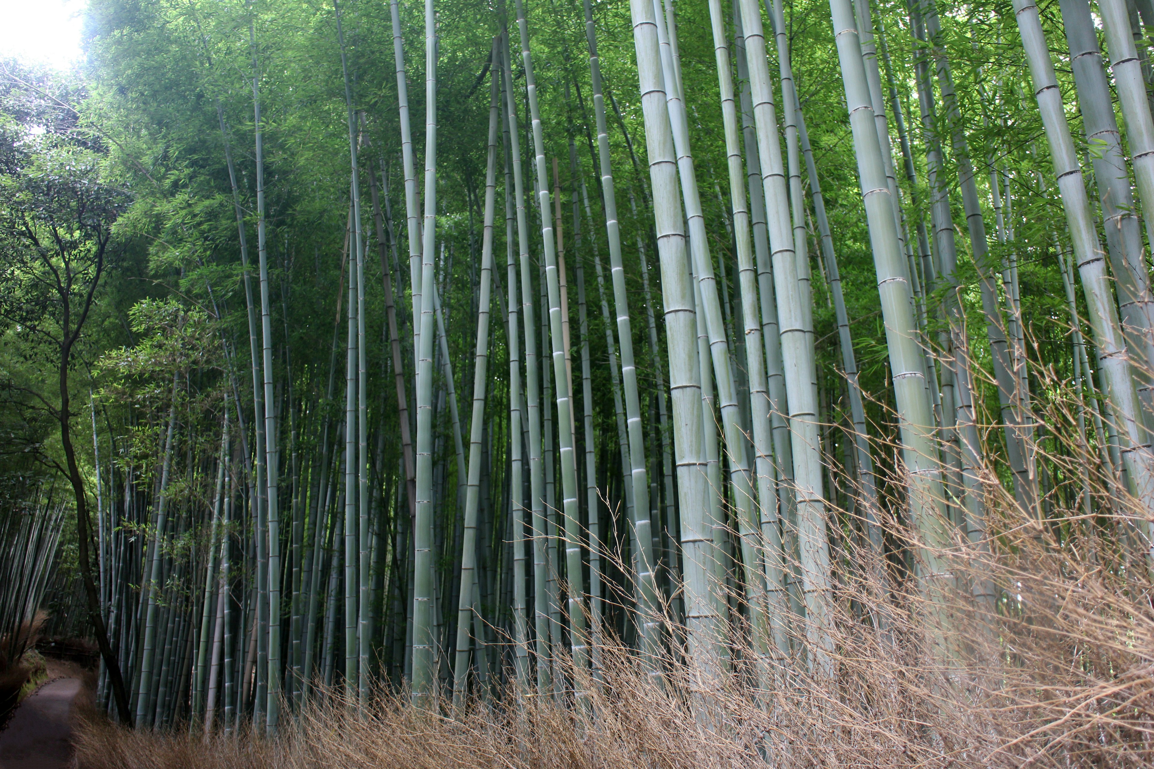 Alti steli di bamboo lungo un sentiero forestale verde