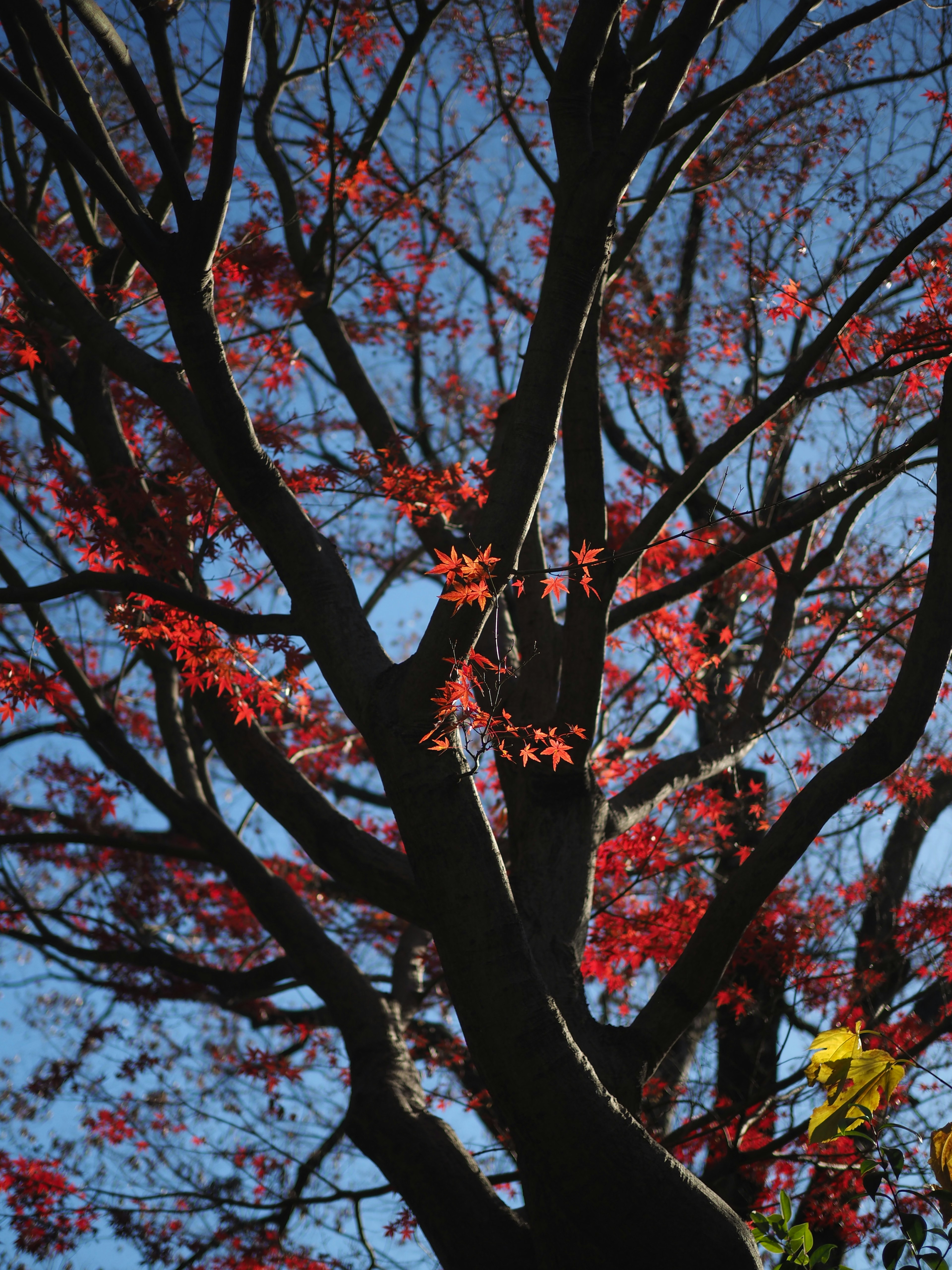 Ramas de un árbol con hojas rojas vibrantes contra un cielo azul