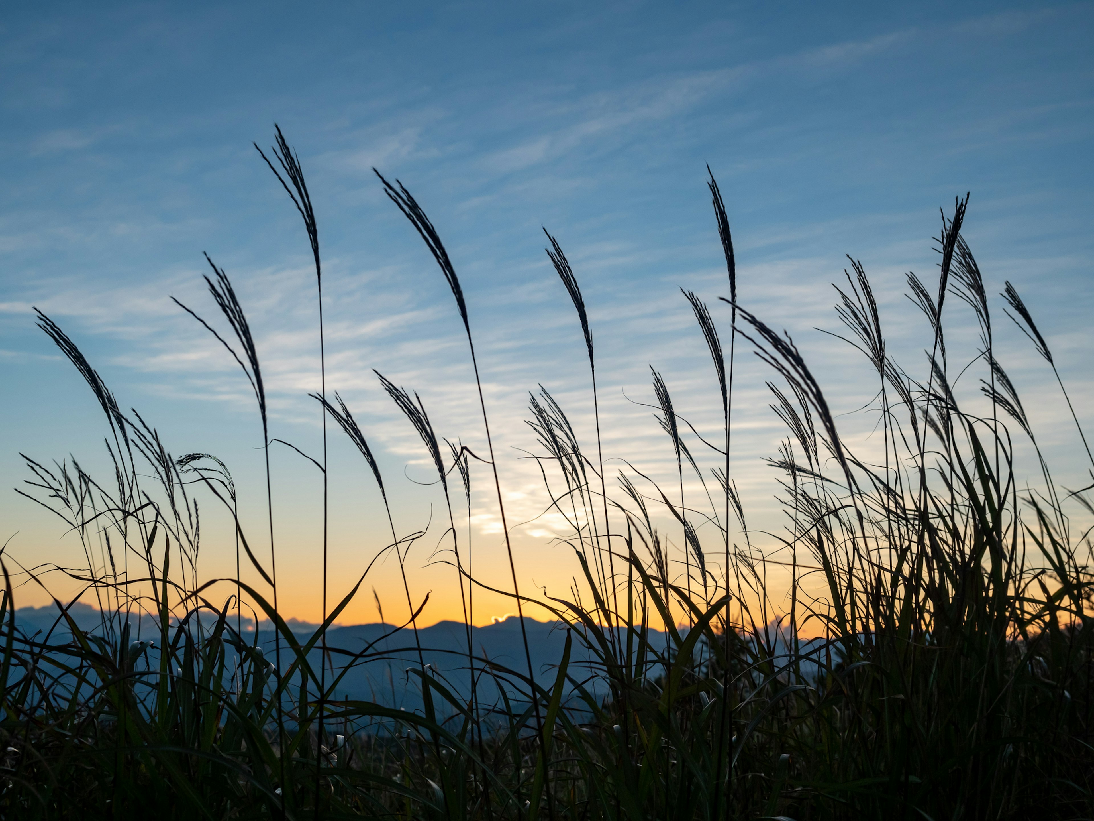 Siluet rumput melawan langit senja