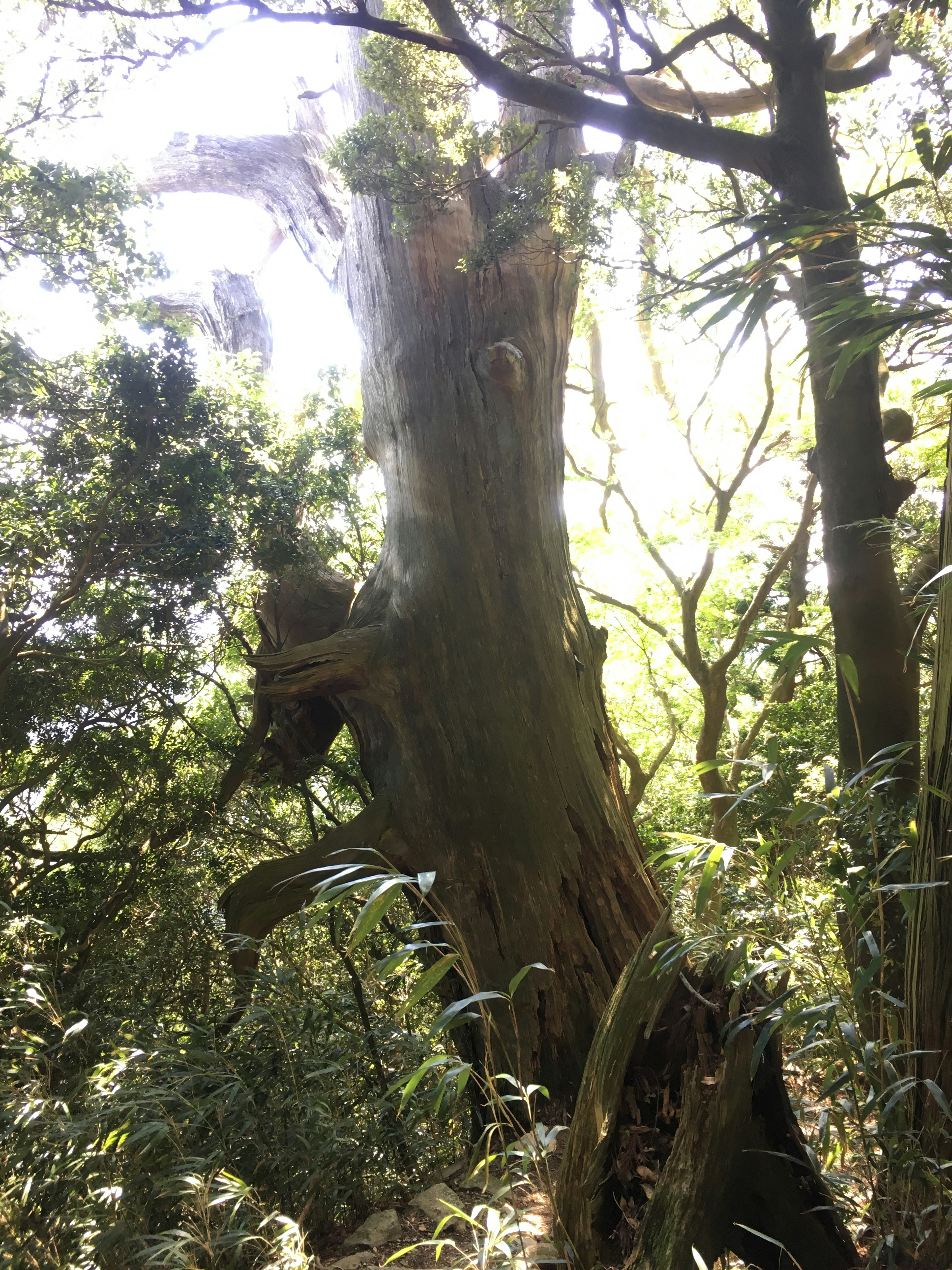 Tronc d'arbre ancien dans une forêt avec la lumière du soleil filtrant