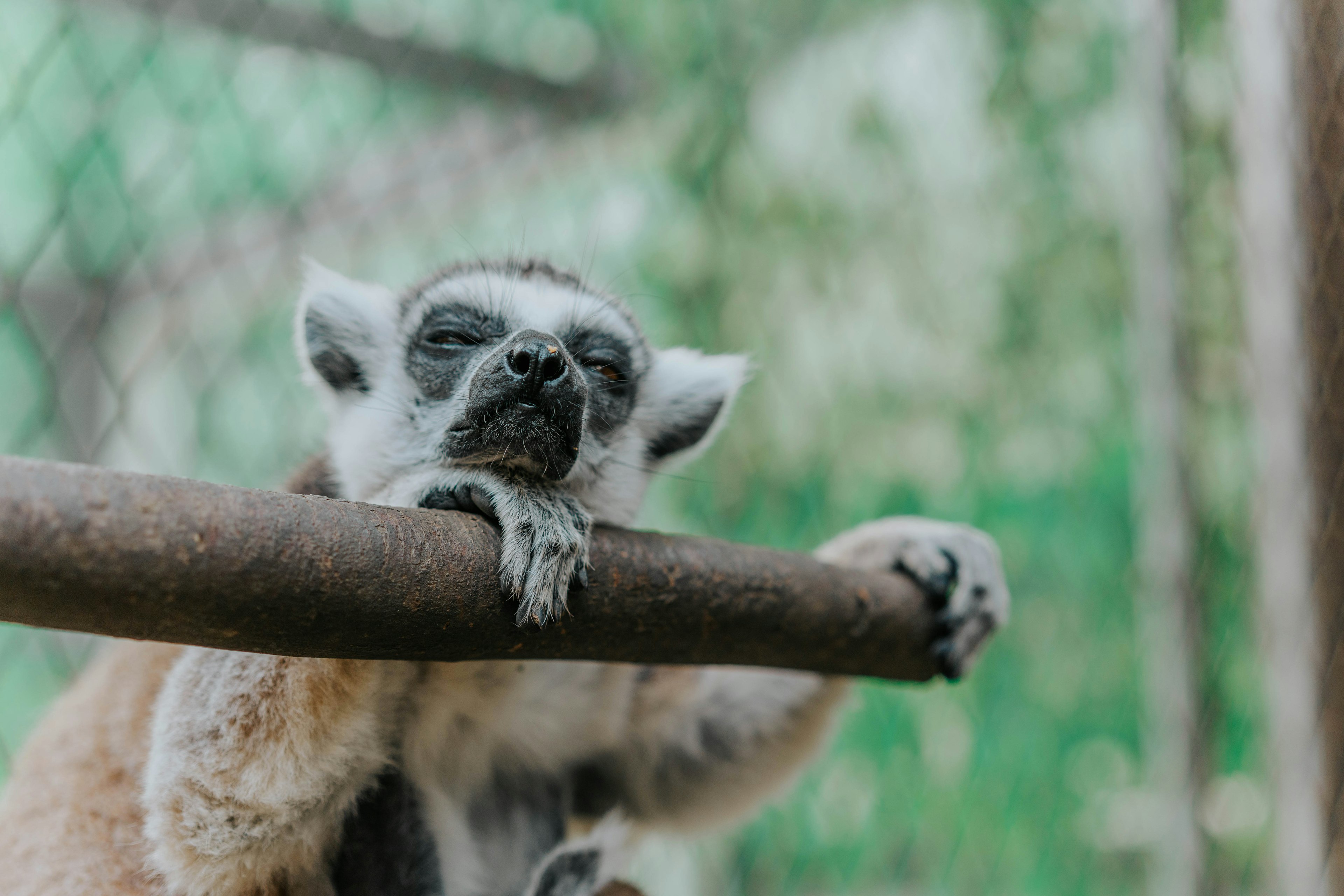 A lemur resting its head on a wooden bar