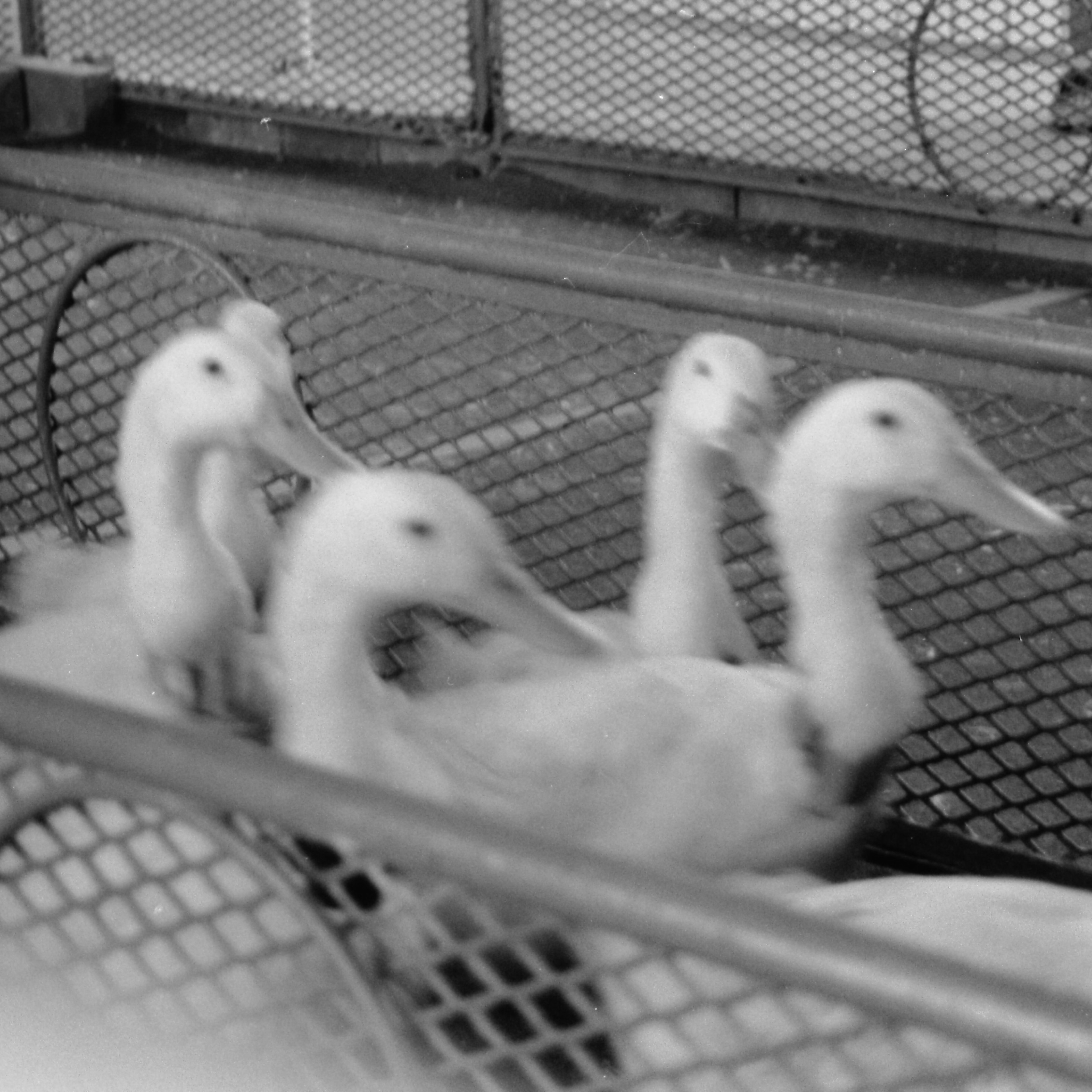 Patos blancos en un recinto de alambre