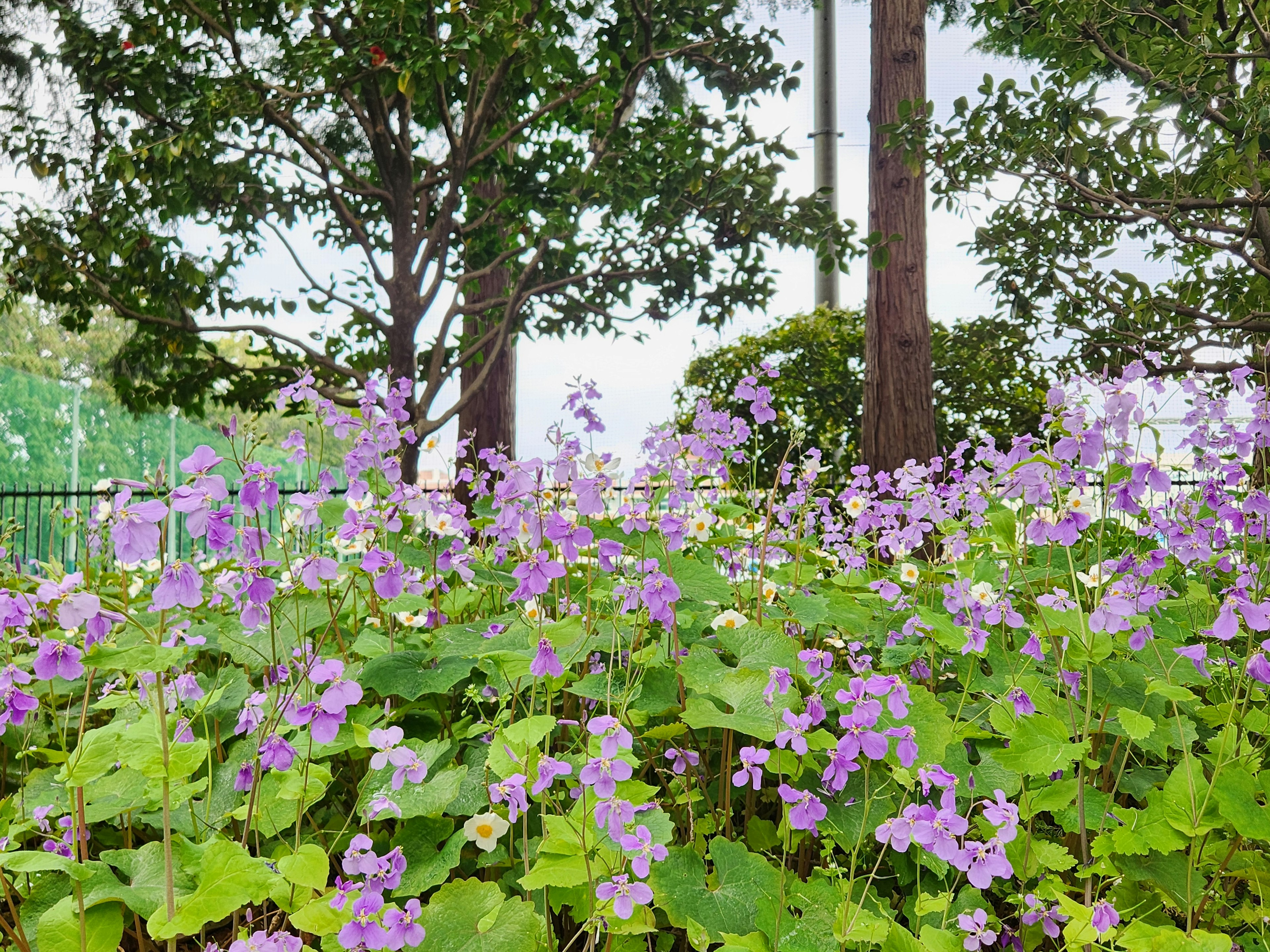 Paesaggio verde lussureggiante con fiori viola in fiore e alberi sullo sfondo