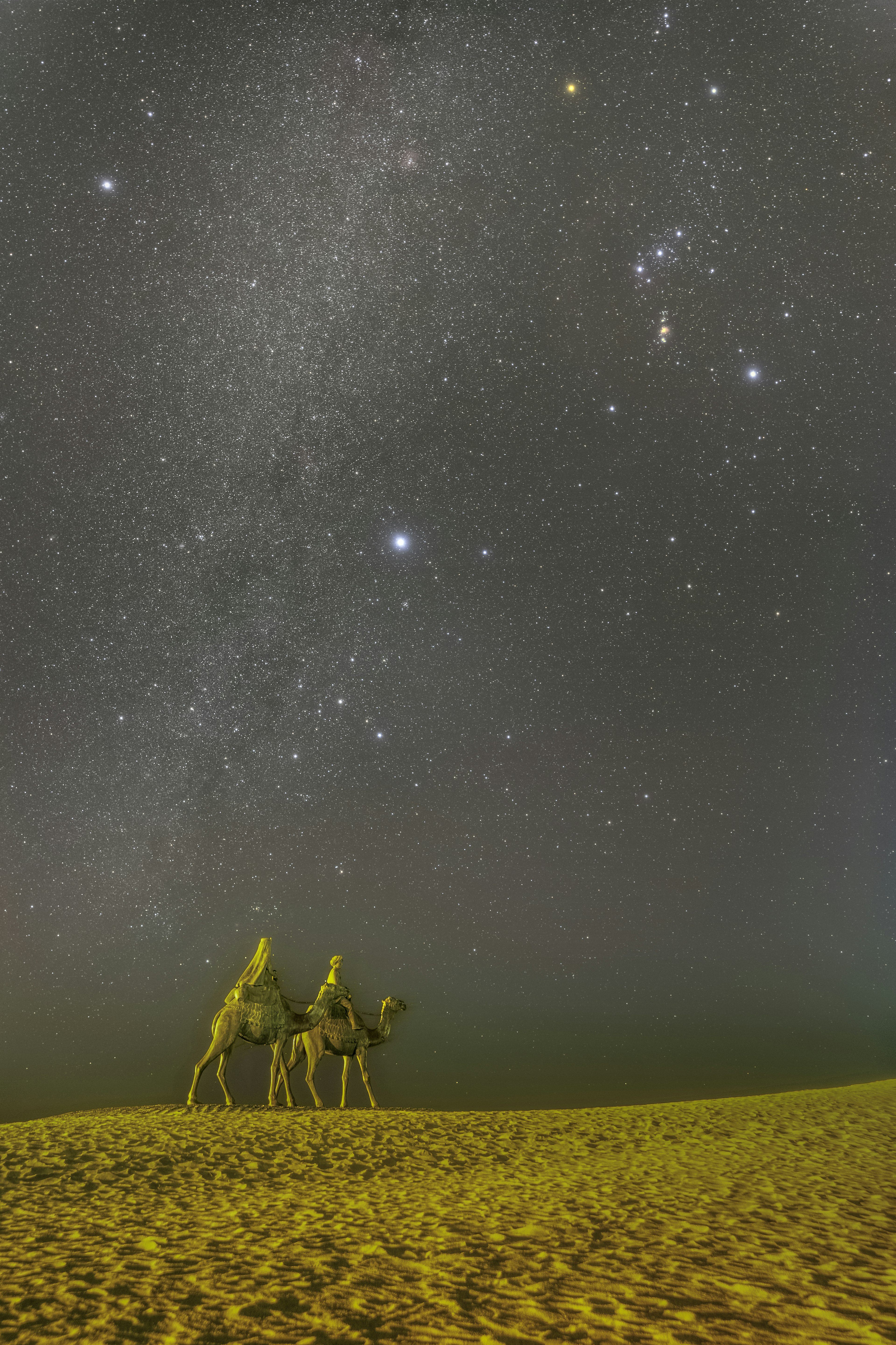 砂漠で星空を見上げるラクダの群れ