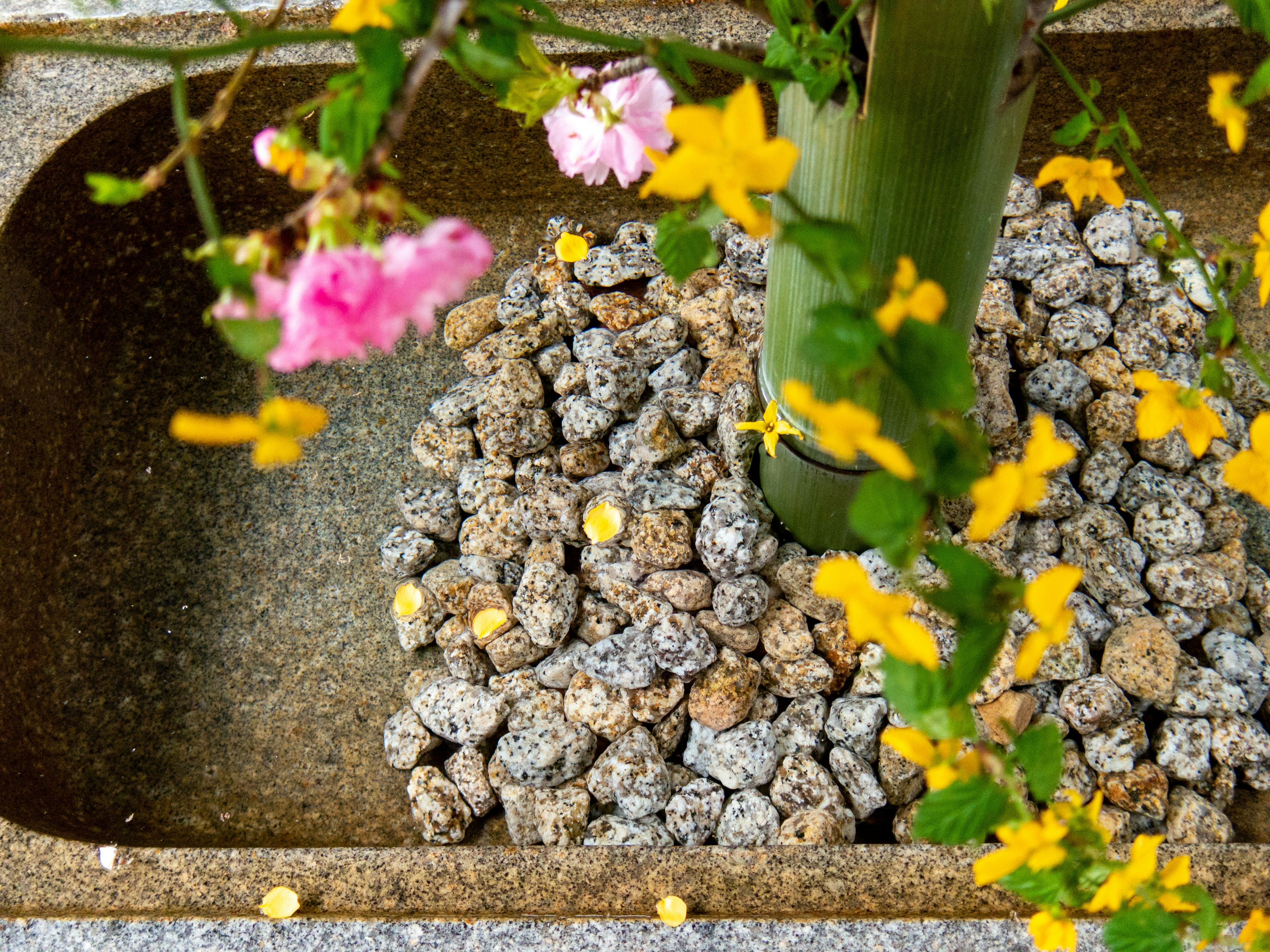 Un tallo de bambú rodeado de flores coloridas y pequeñas piedras en una maceta