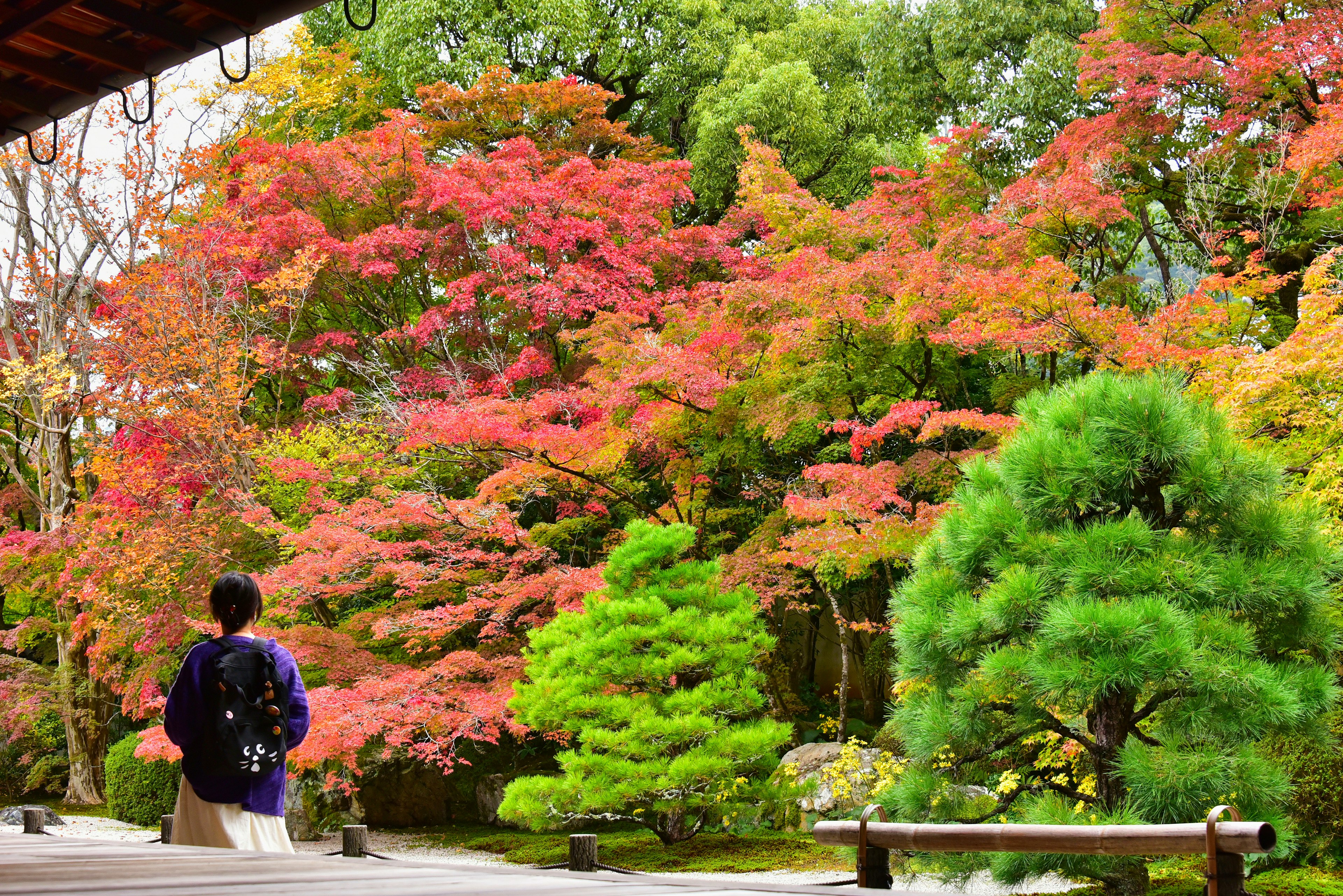 美しい紅葉の庭園で静かに佇む人物 緑の松と鮮やかな赤やオレンジの葉が特徴