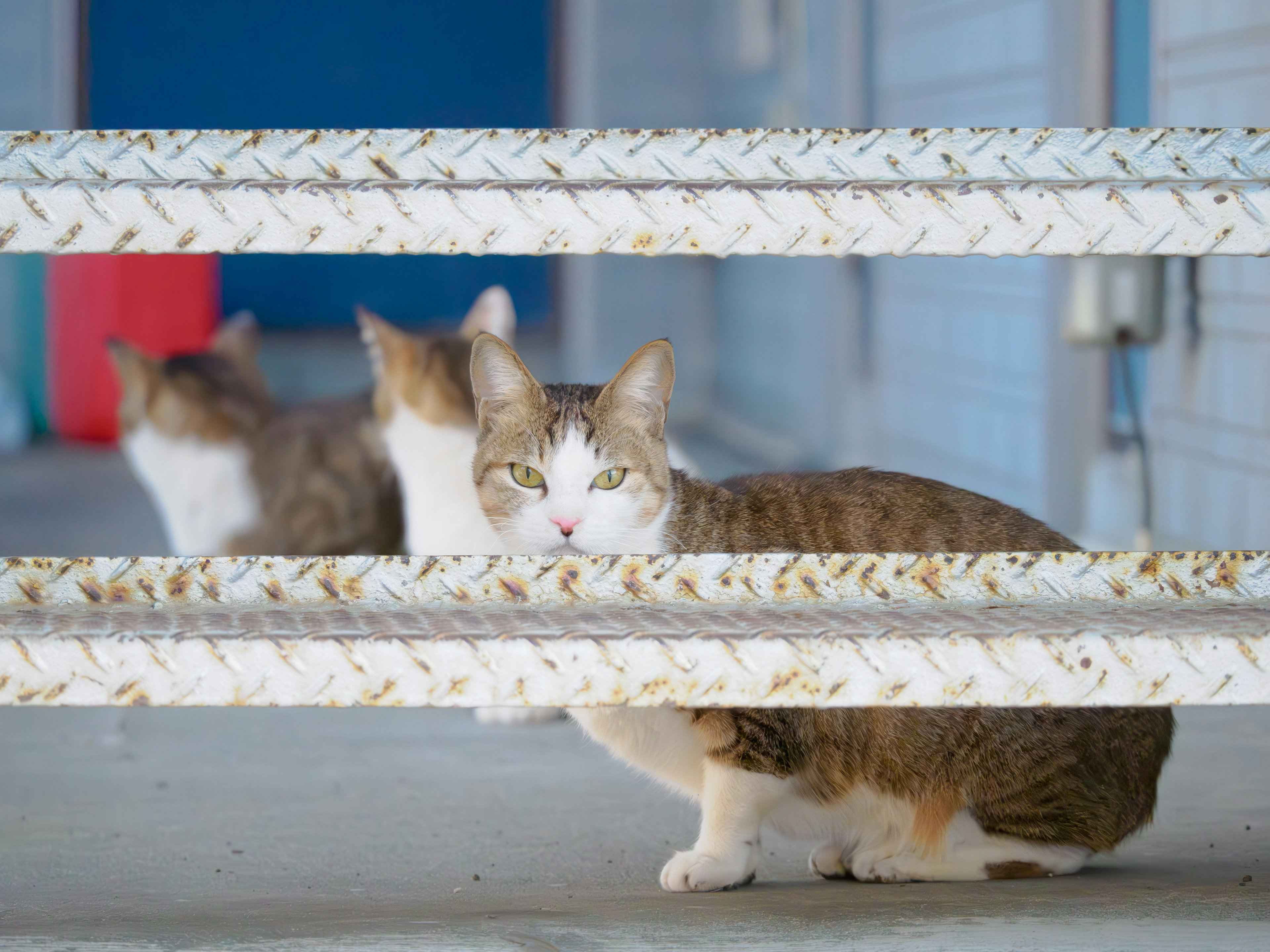 Three cats resting with a blue wall in the background