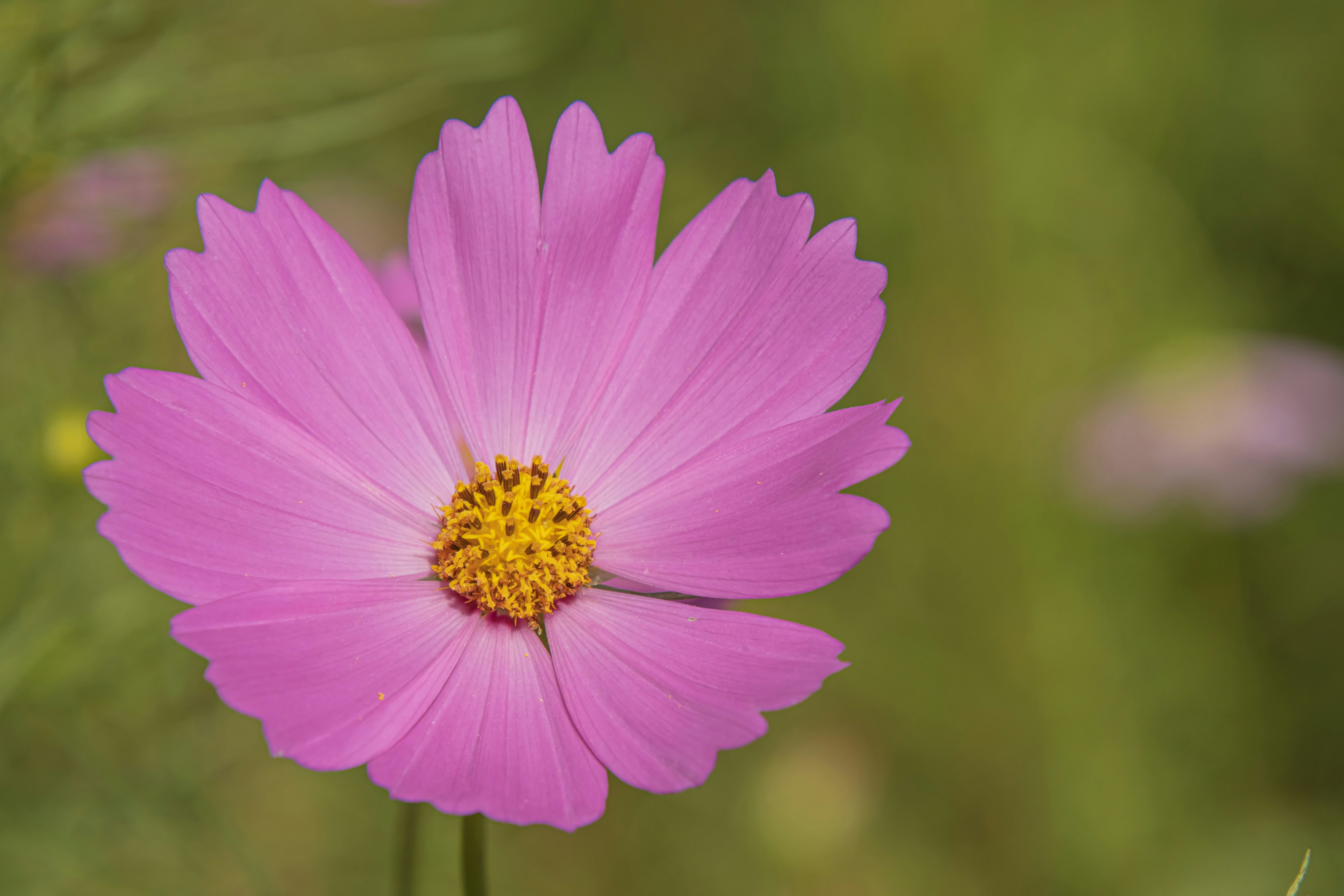 Vibrant pink cosmos flower against a green background