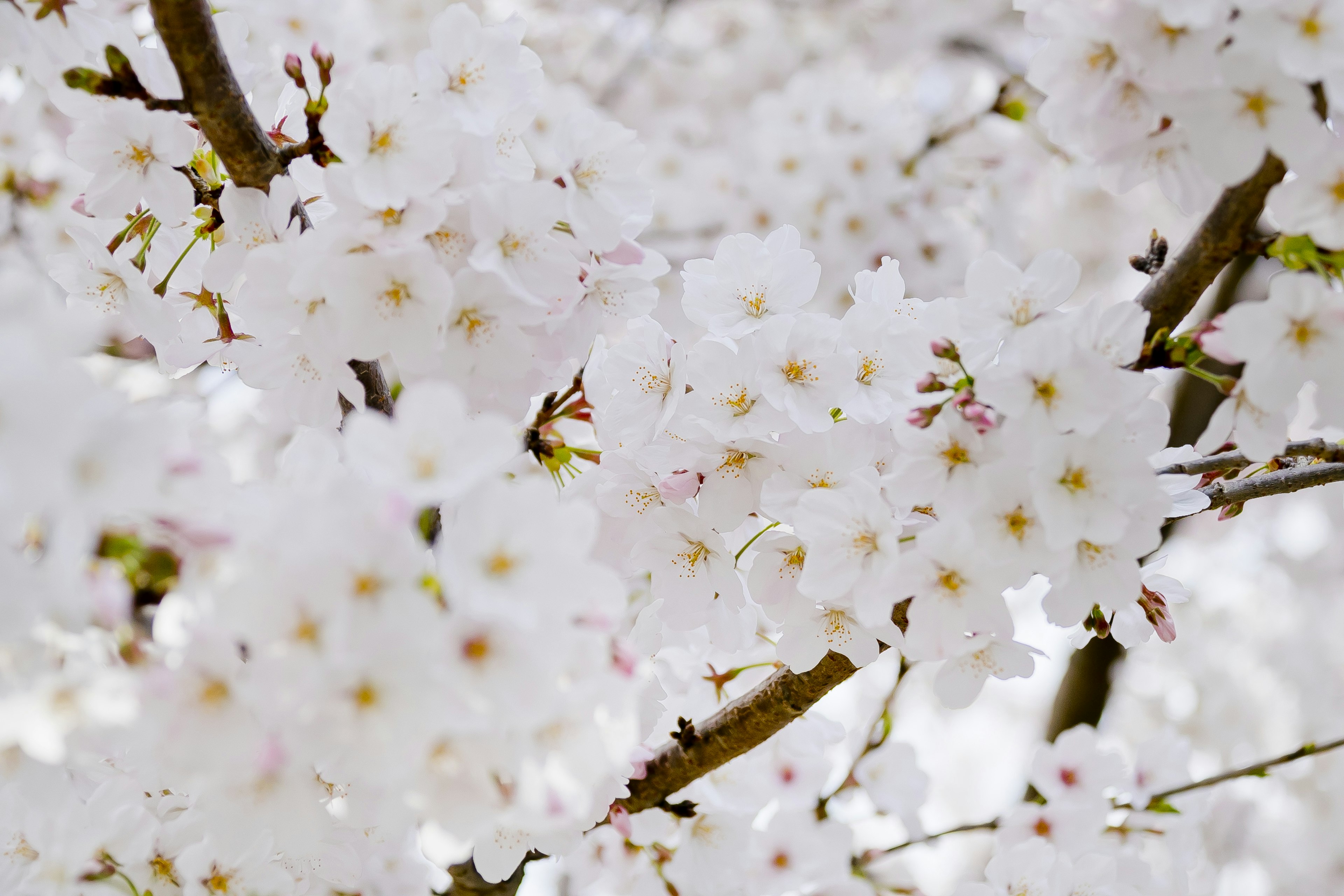 Cabang yang ditutupi bunga sakura putih yang sedang mekar