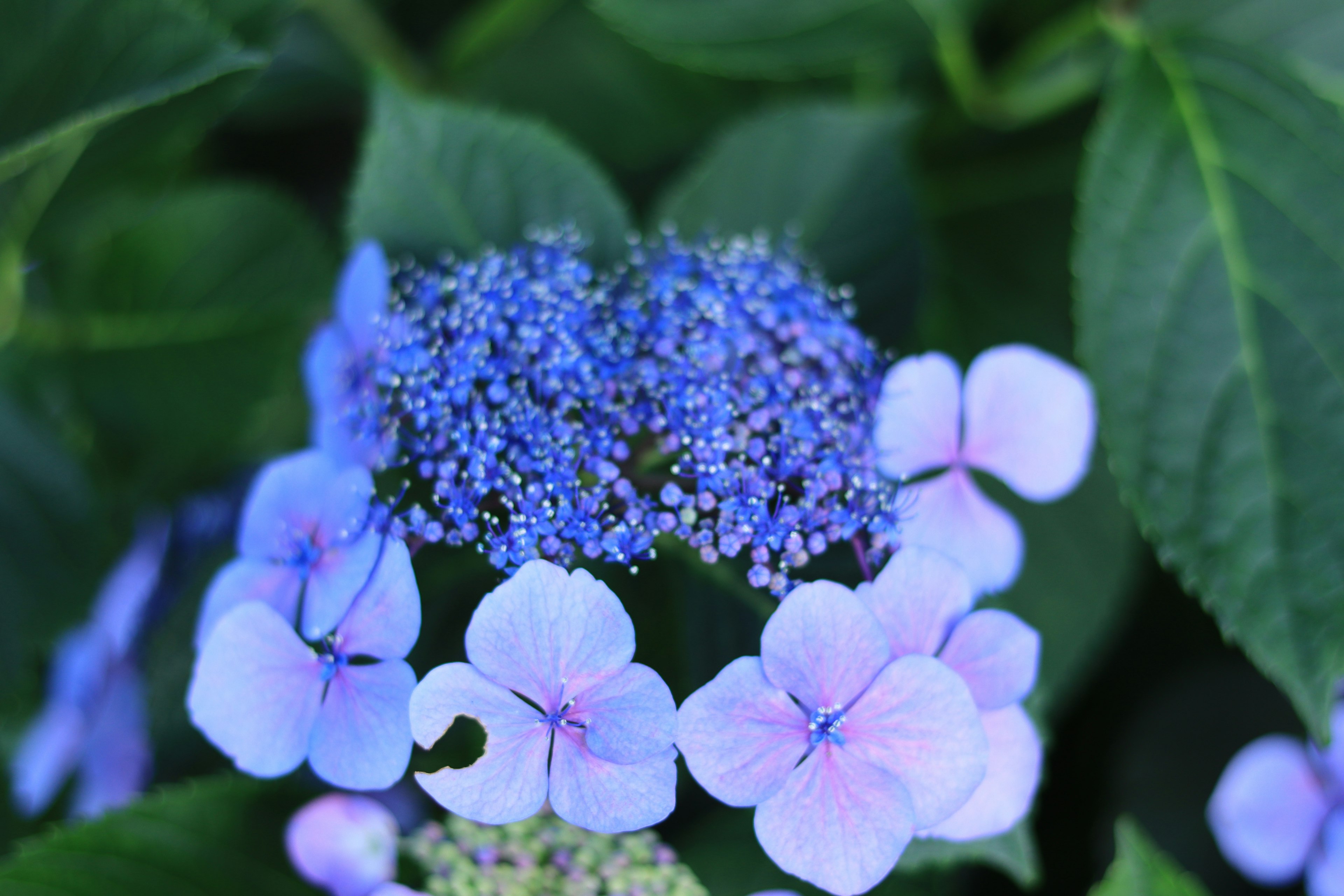 Primo piano di fiori blu e viola circondati da foglie verdi