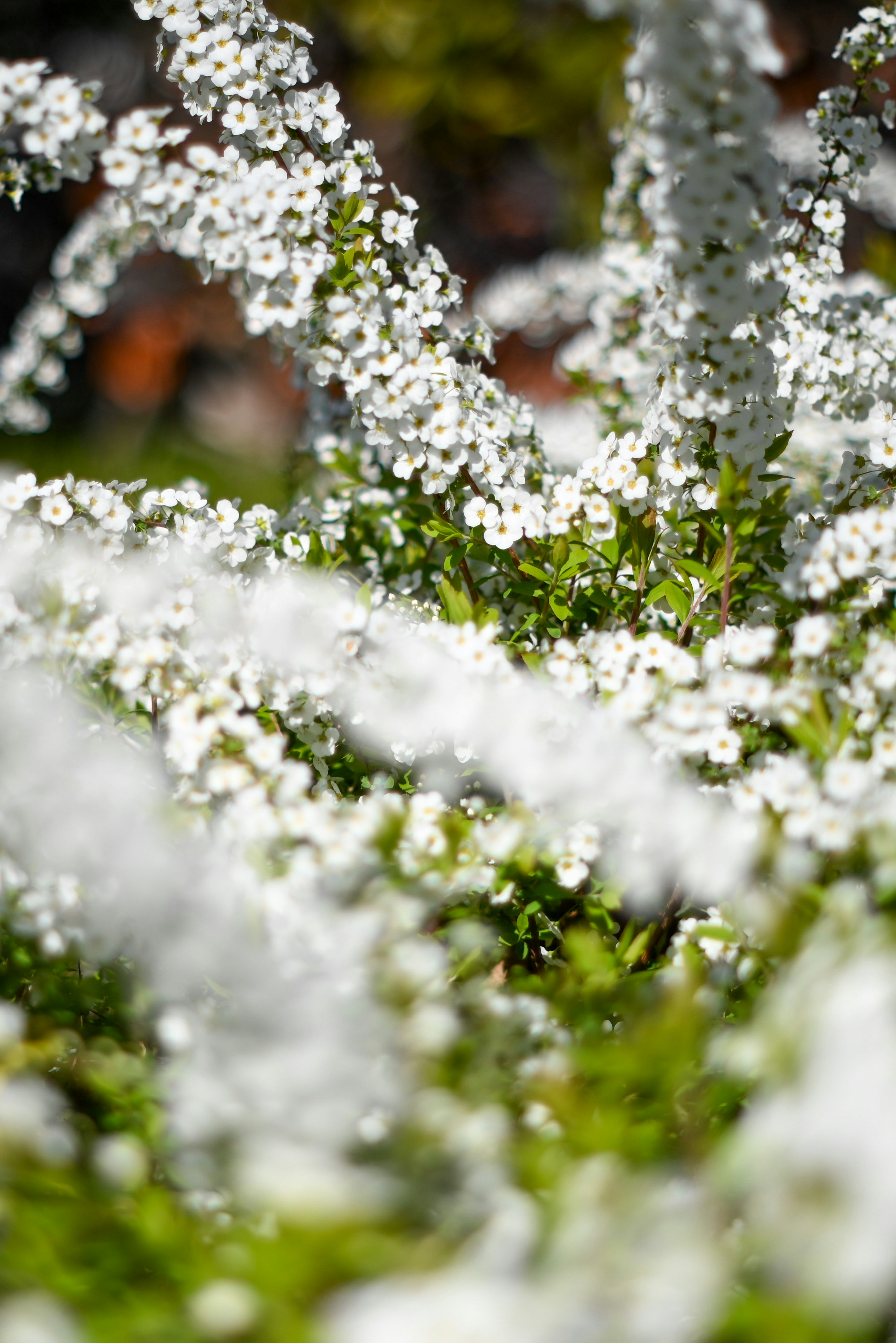 Nahaufnahme einer lebhaften Szene mit blühenden weißen Blumen